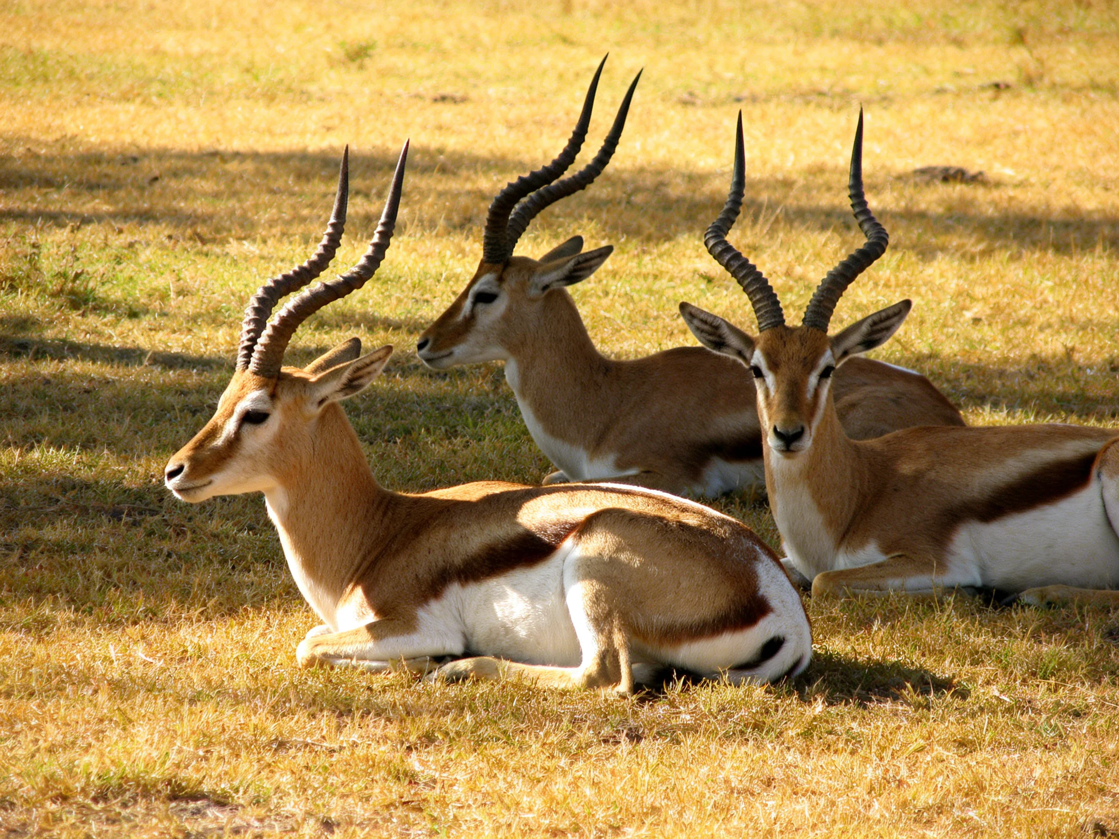 Three antelopes rest together on sunlit grass.