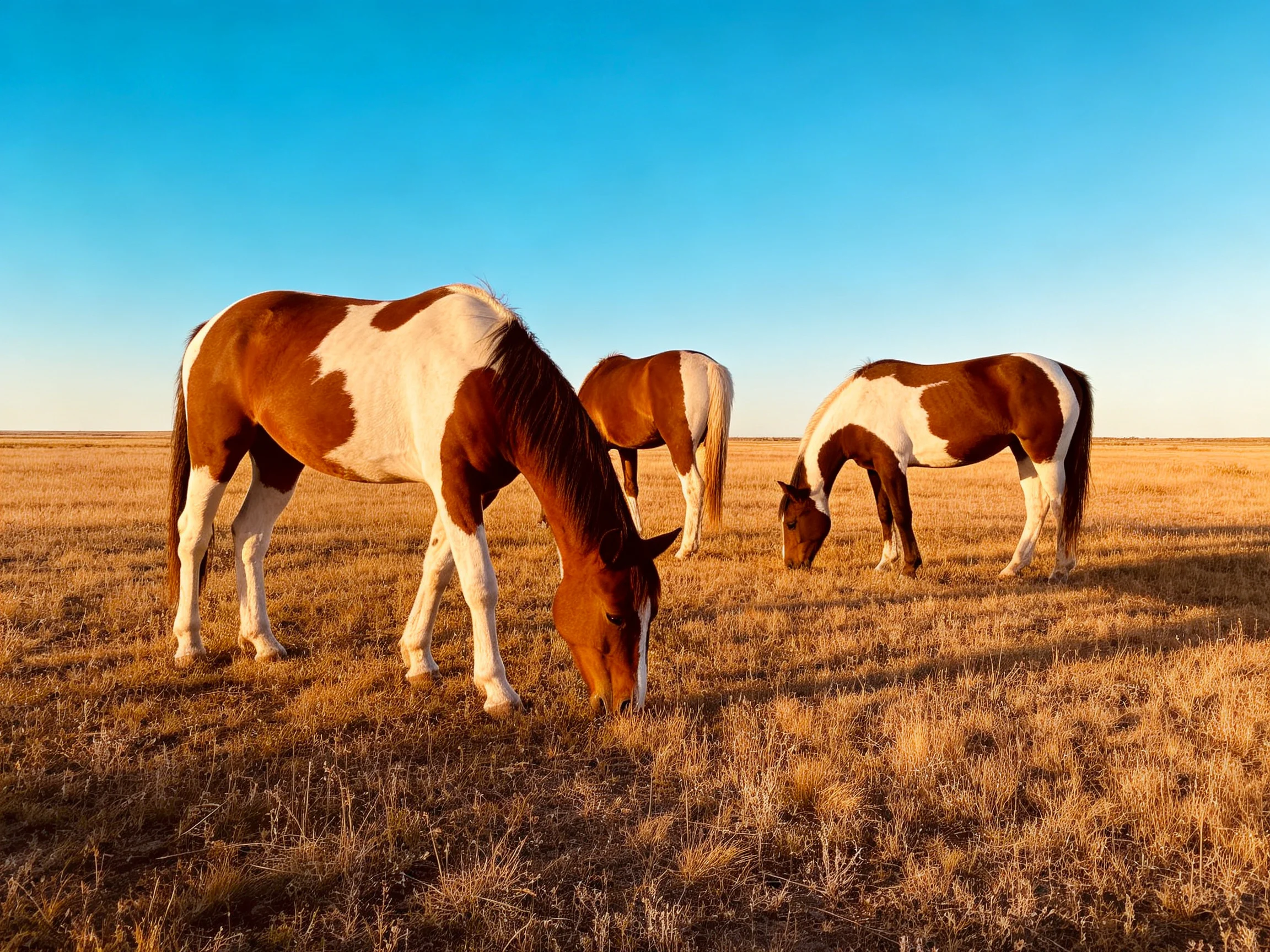 Three brown-and-white horses graze in a vast open field.