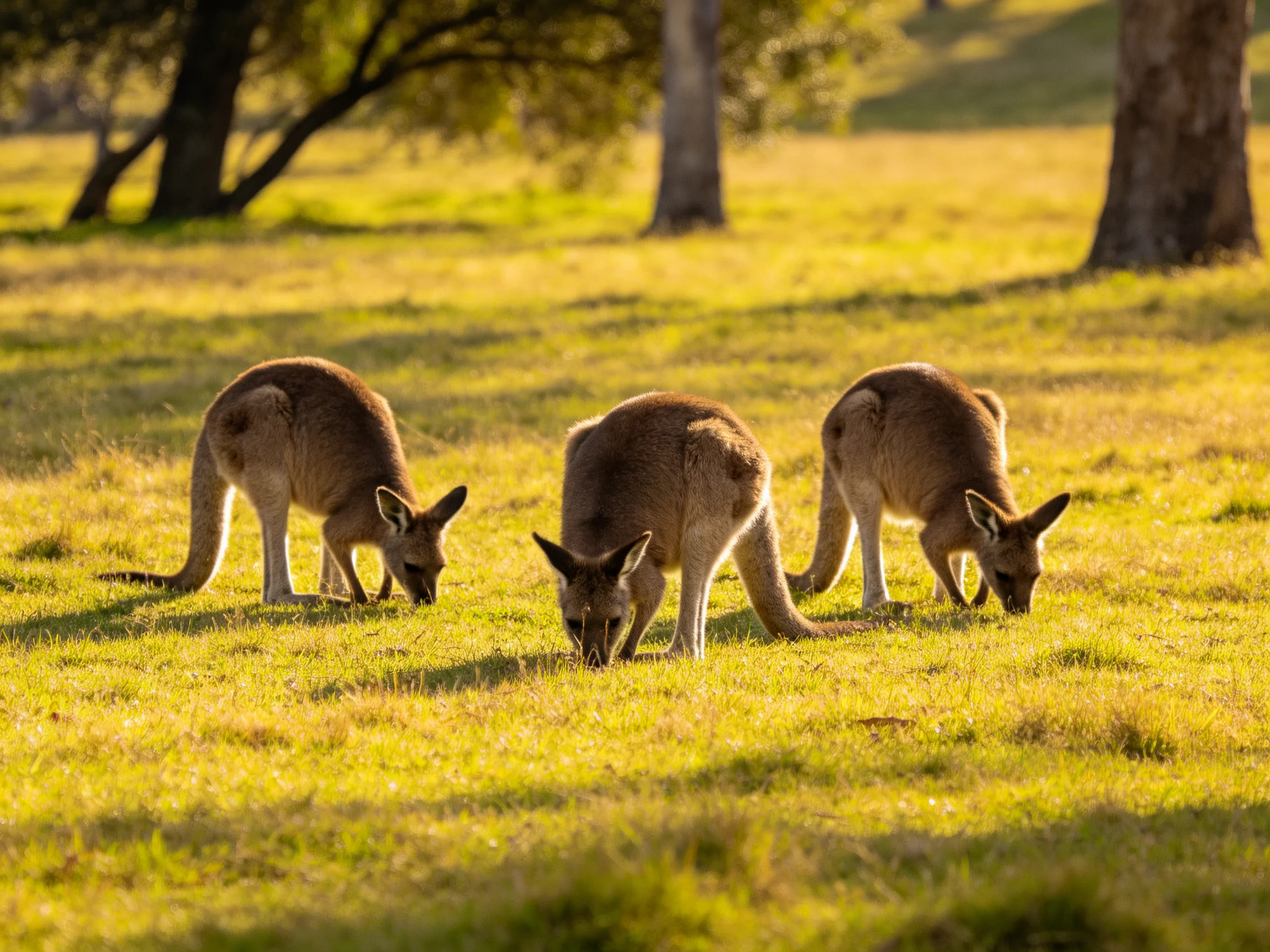 Three brown kangaroos graze in a sunlit golden meadow