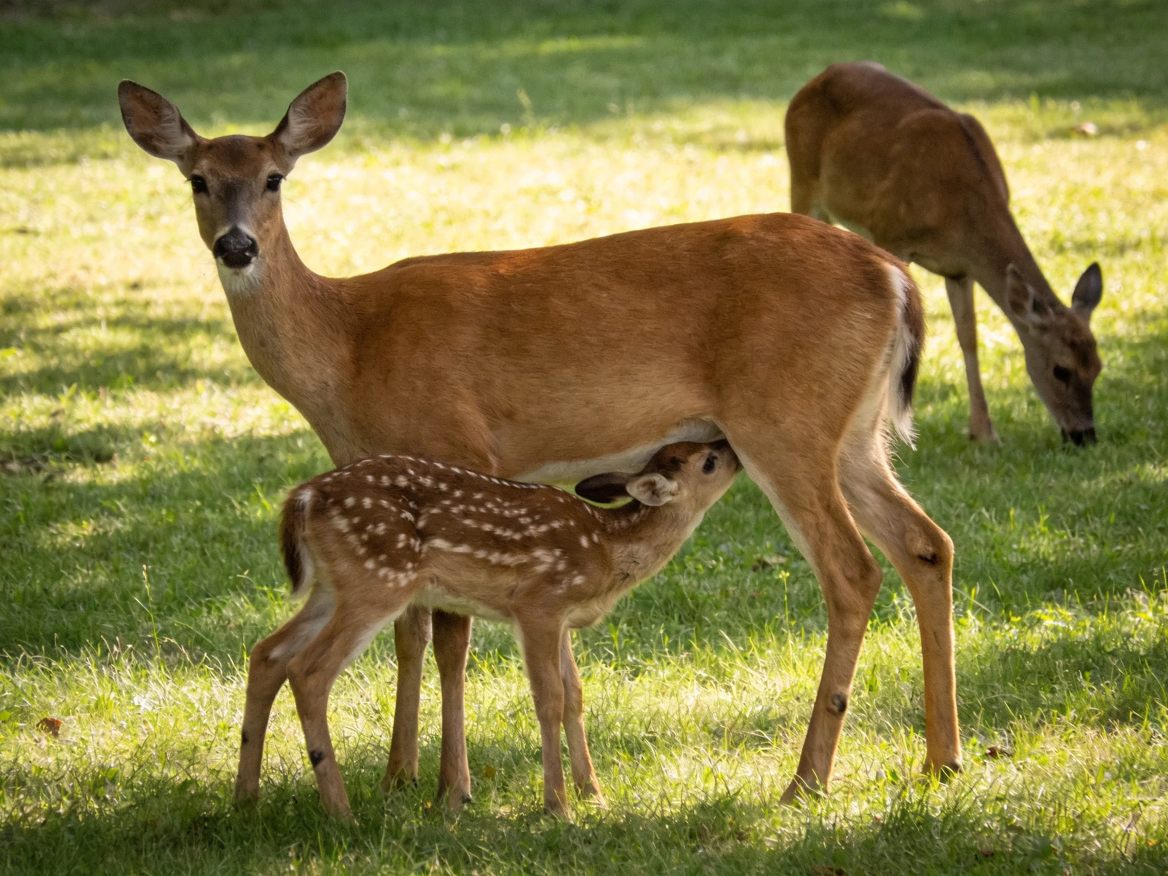 A fawn nurses from its mother amid other deer in a sunlit field.