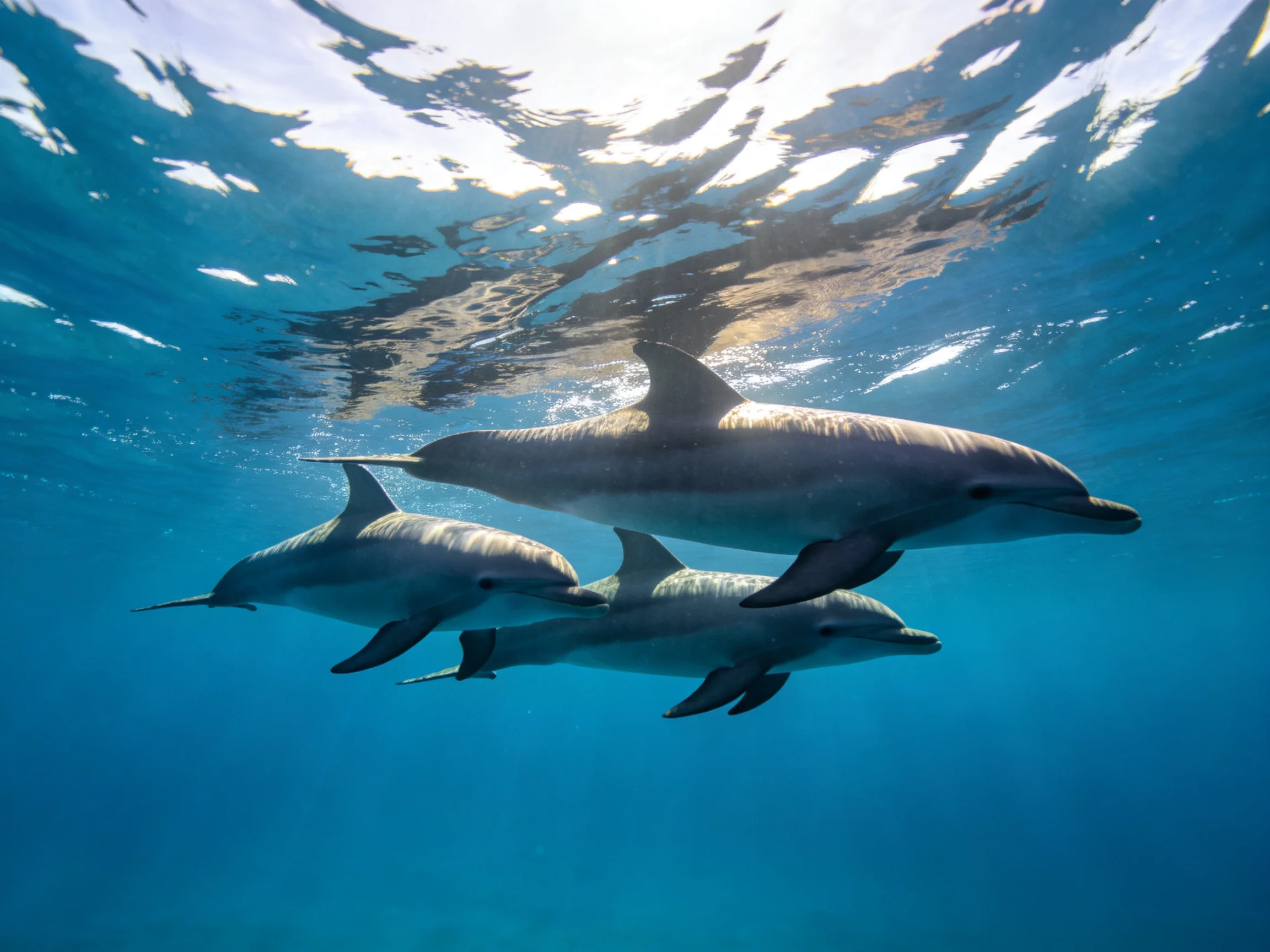 Three dolphins swim in sunlit blue ocean waters with shimmering reflections