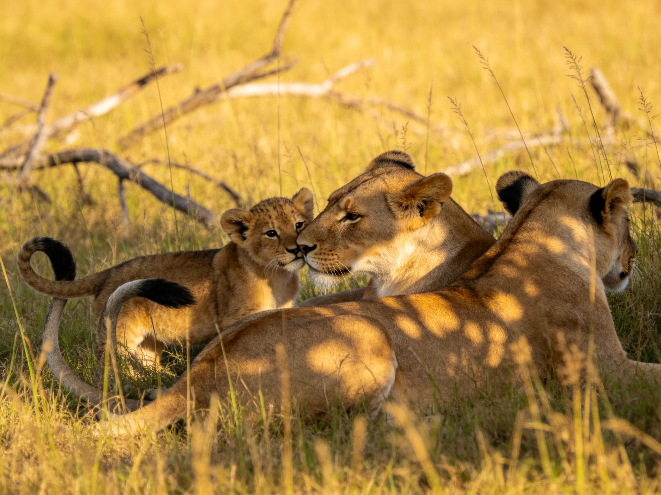 Three lions—including a cub—rest in sunlit savannah grass