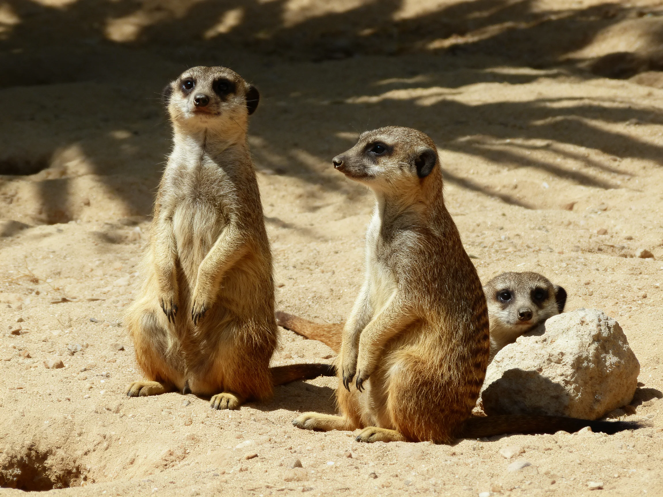 Three meerkats remain alert on sandy ground in sunlight.