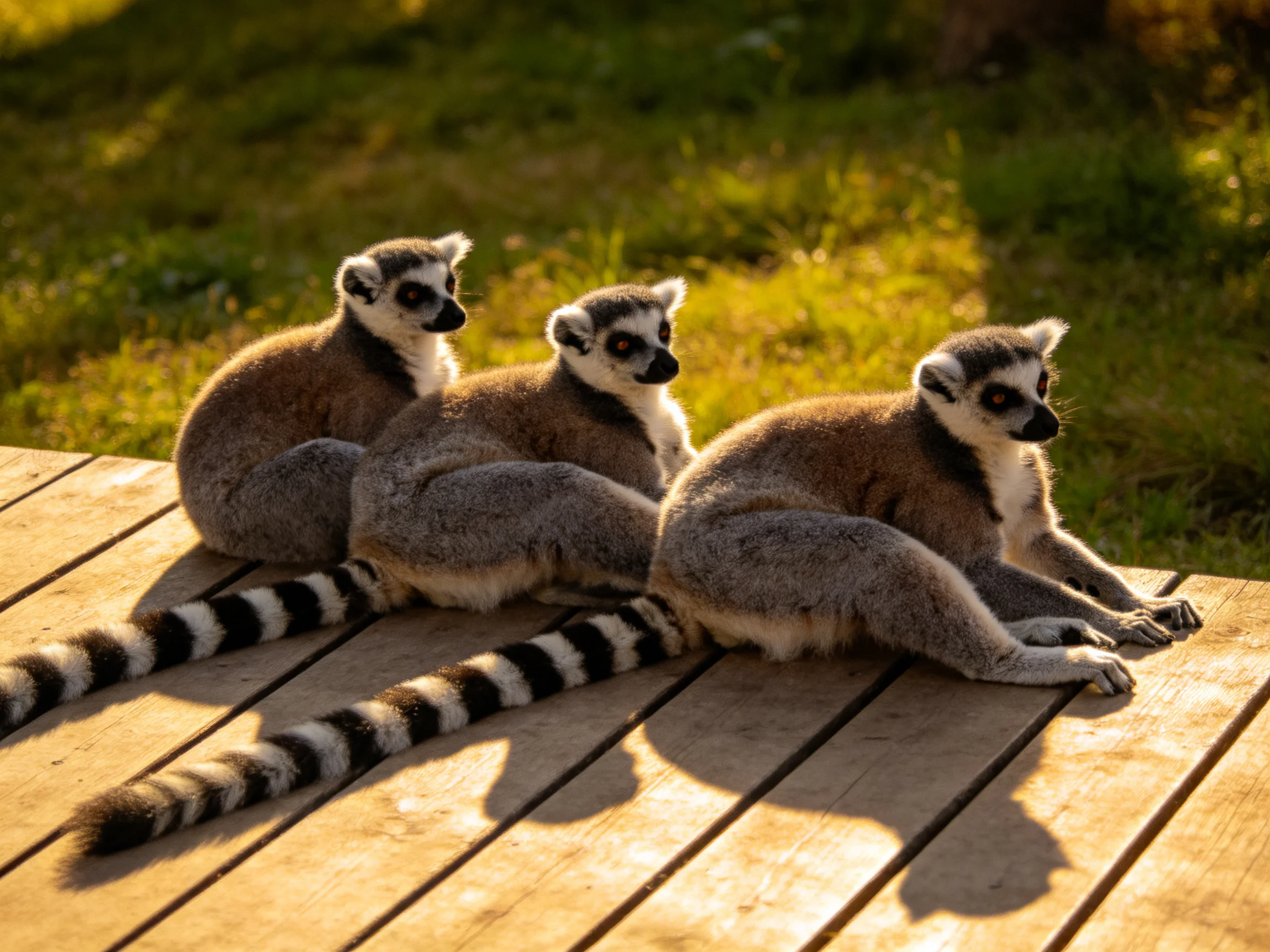 Three ring-tailed lemurs lounge on a sunlit wooden deck with striped tails