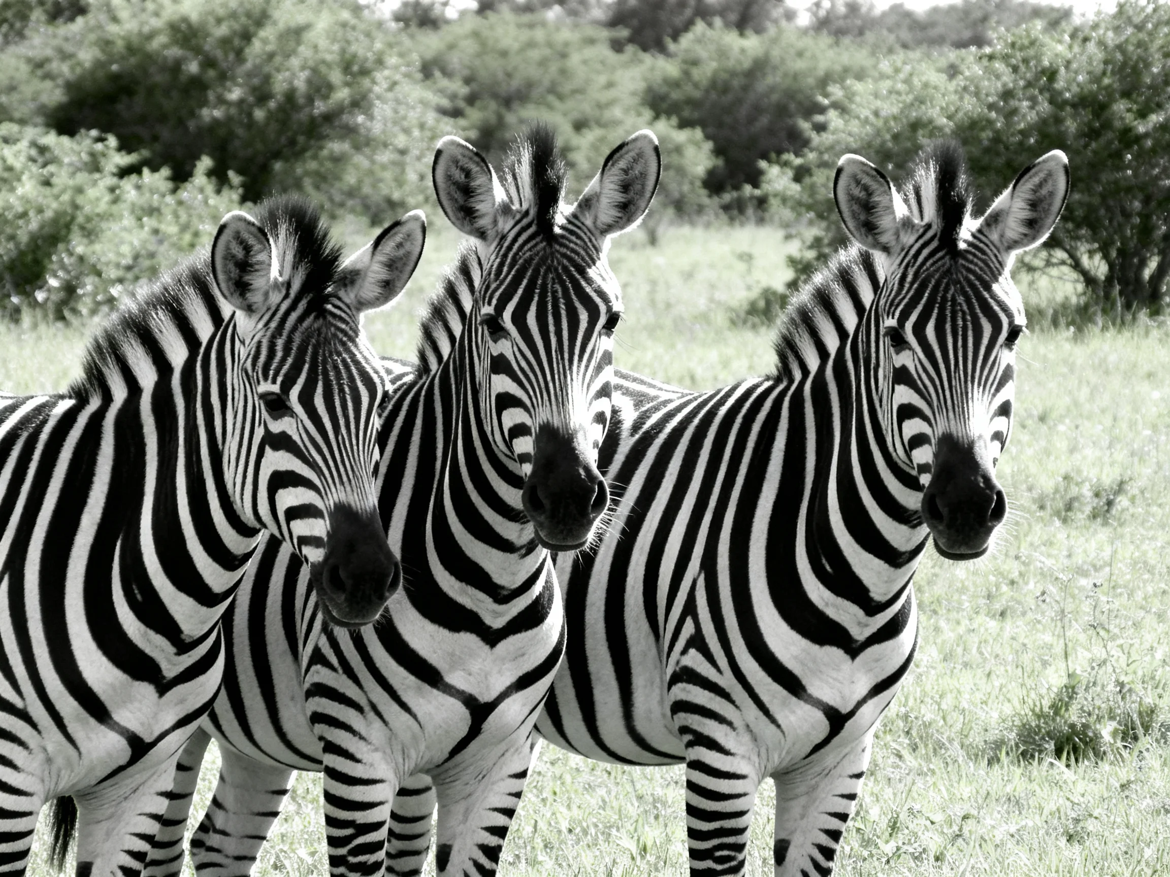 Three zebras with bold black-and-white stripes in a natural setting