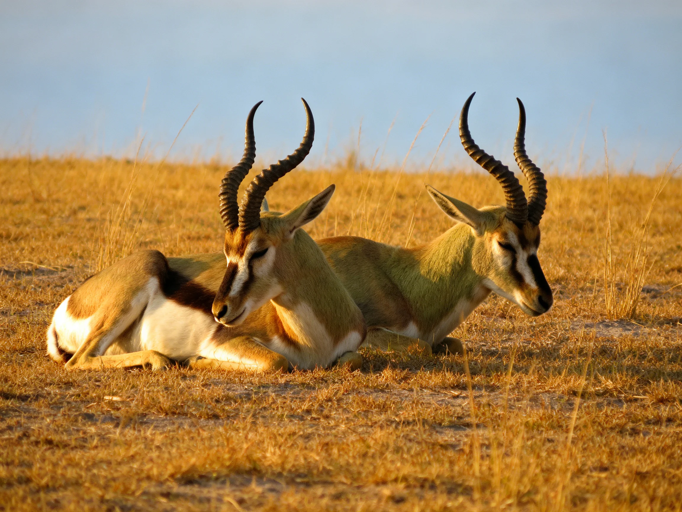 Two antelopes rest on golden savannah grass with curved horns