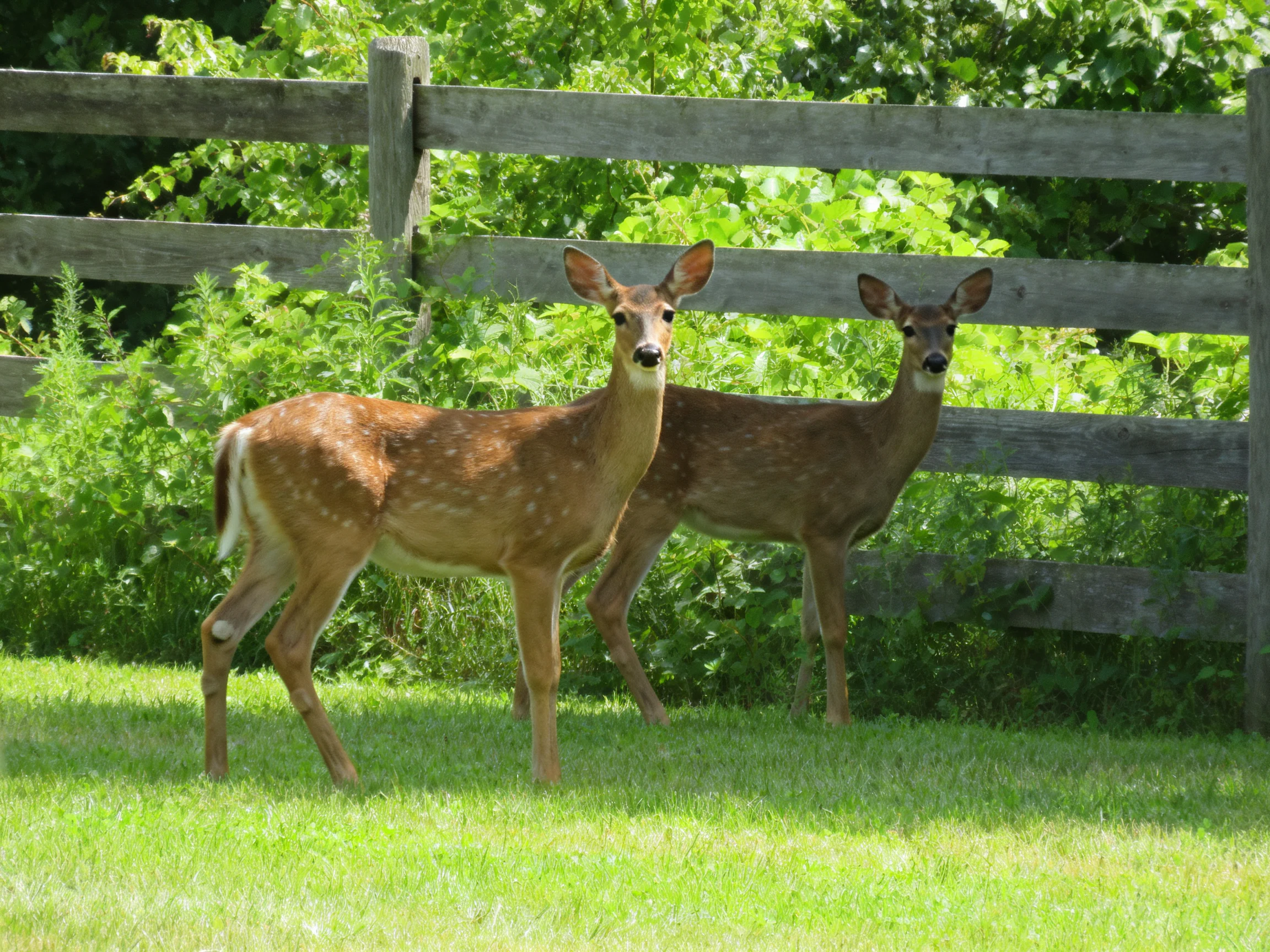 Two brown deer stand beside a wooden fence in a sunlit grassy area.