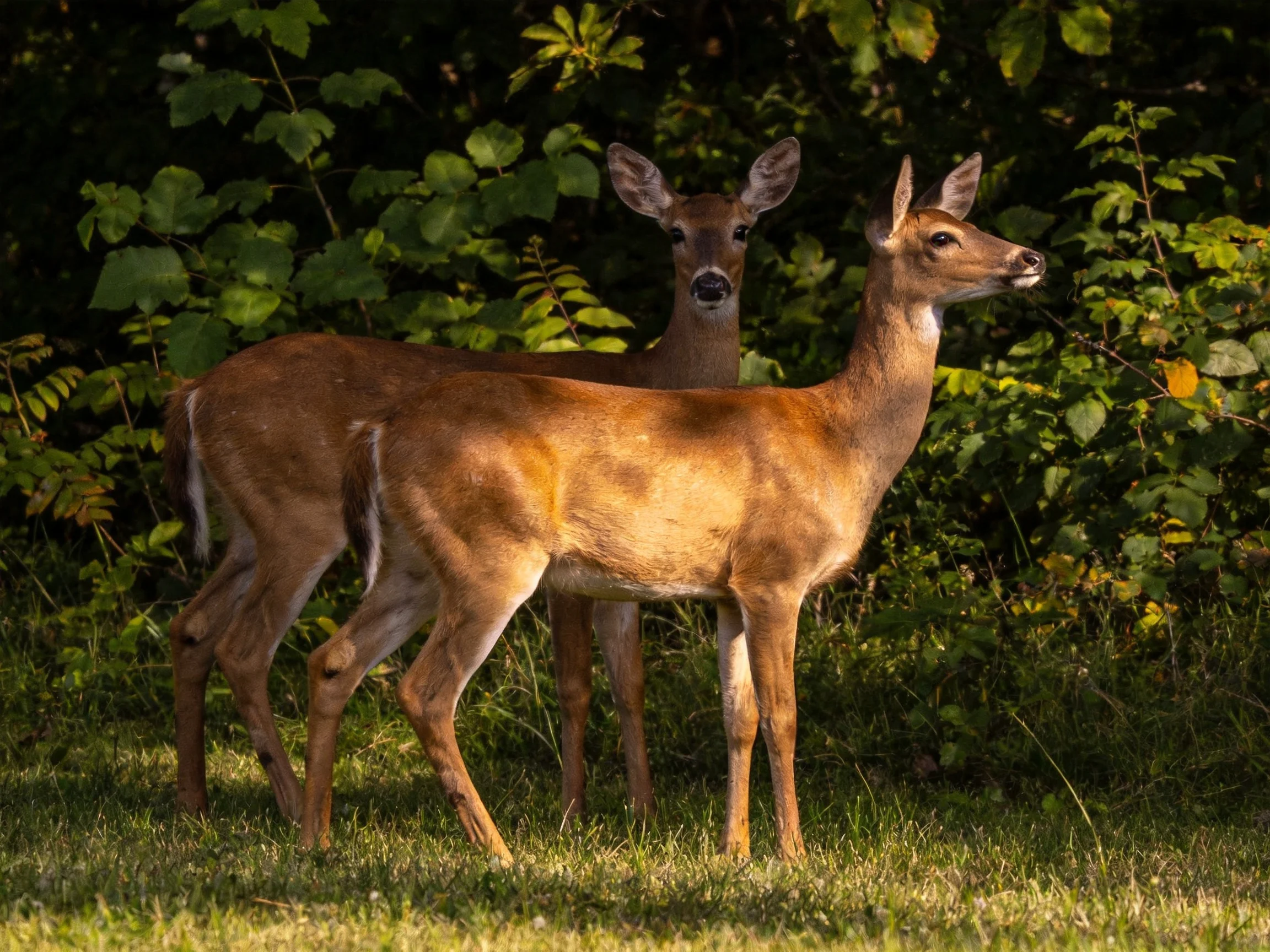 Two deer stand together in asunlit area surrounded by dense greenery.