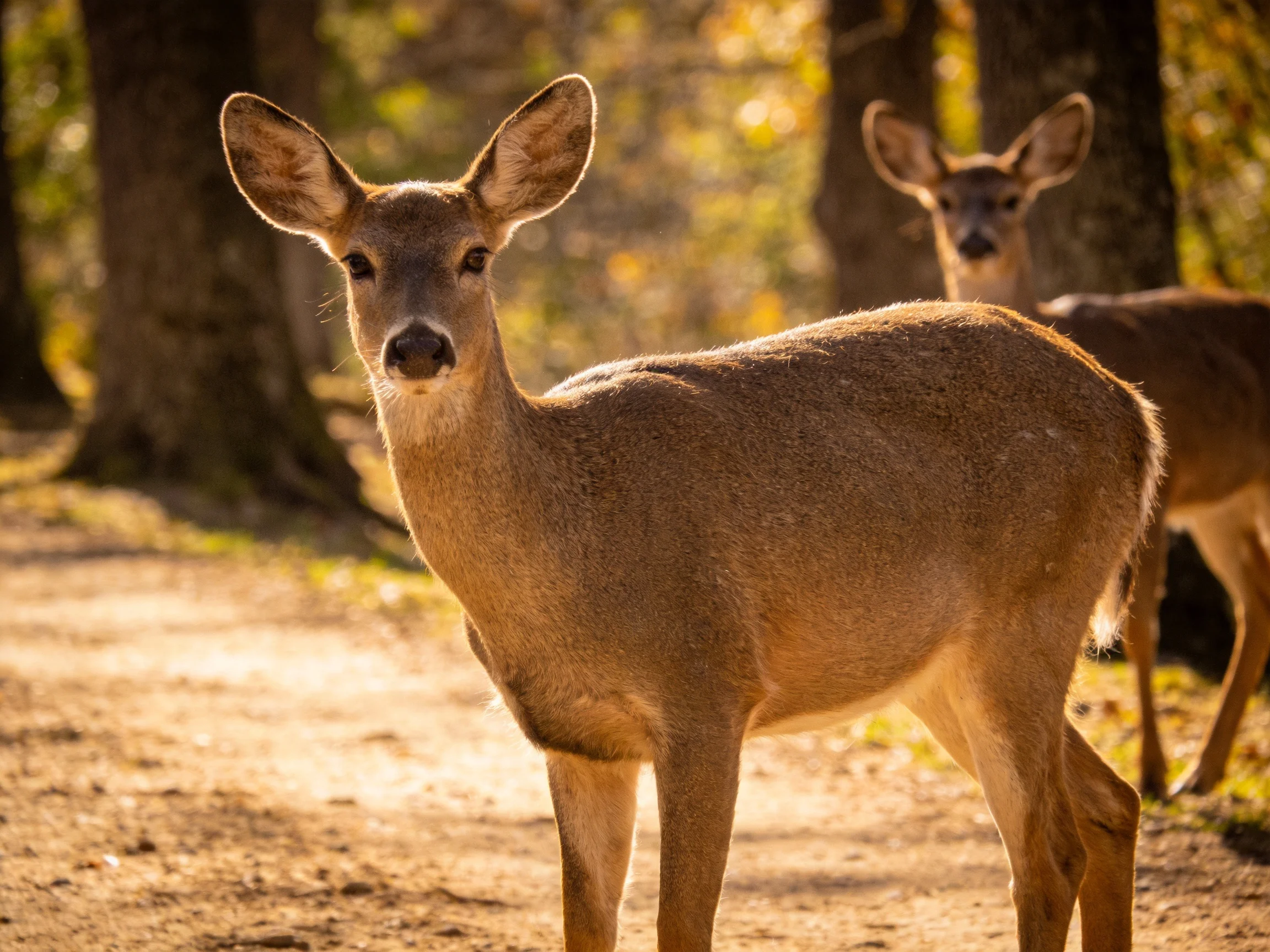 Deer stand on a sunlit forest path with trees in the distance.