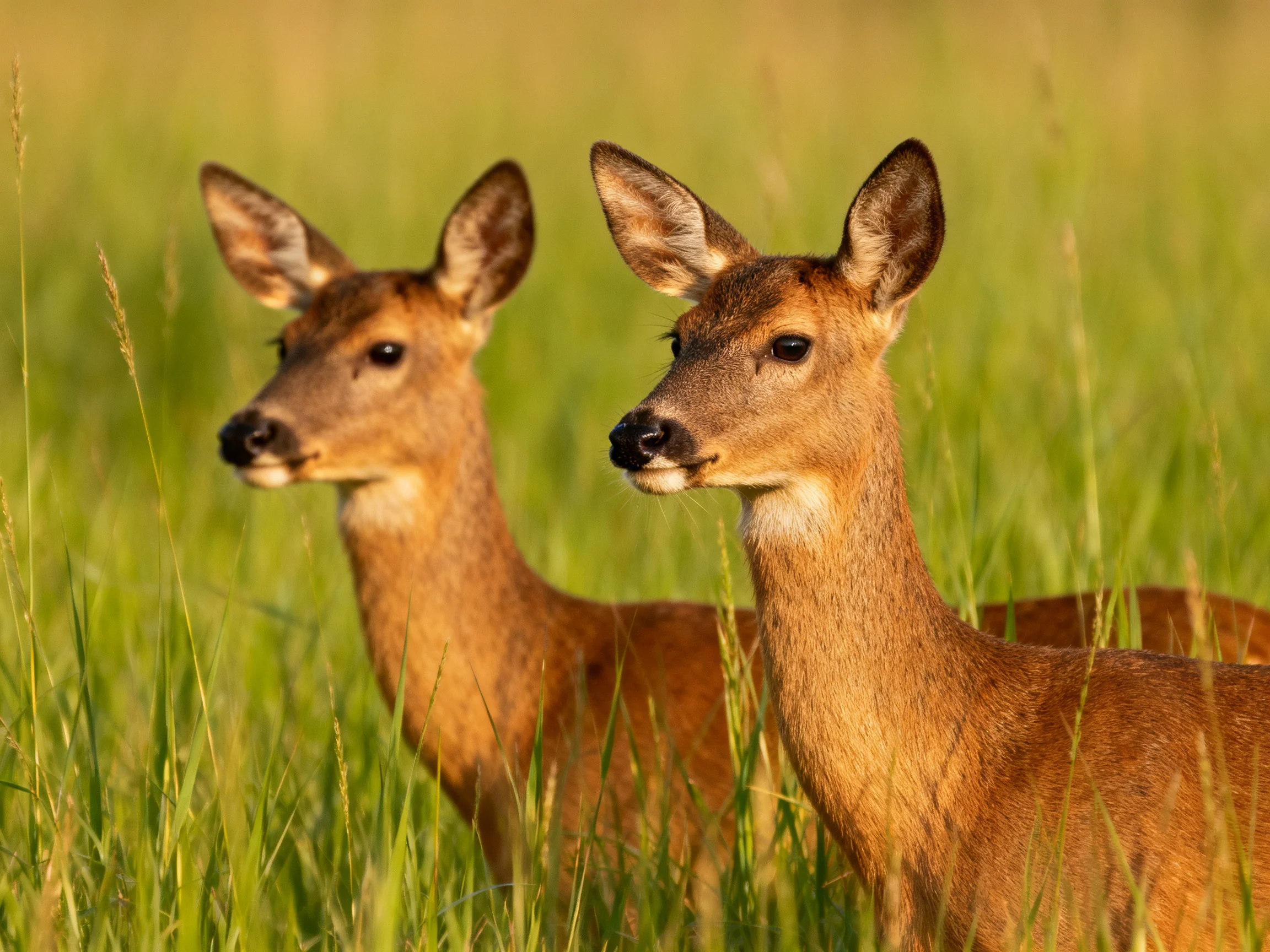 Two brown deer standing in tall green grass during golden hour