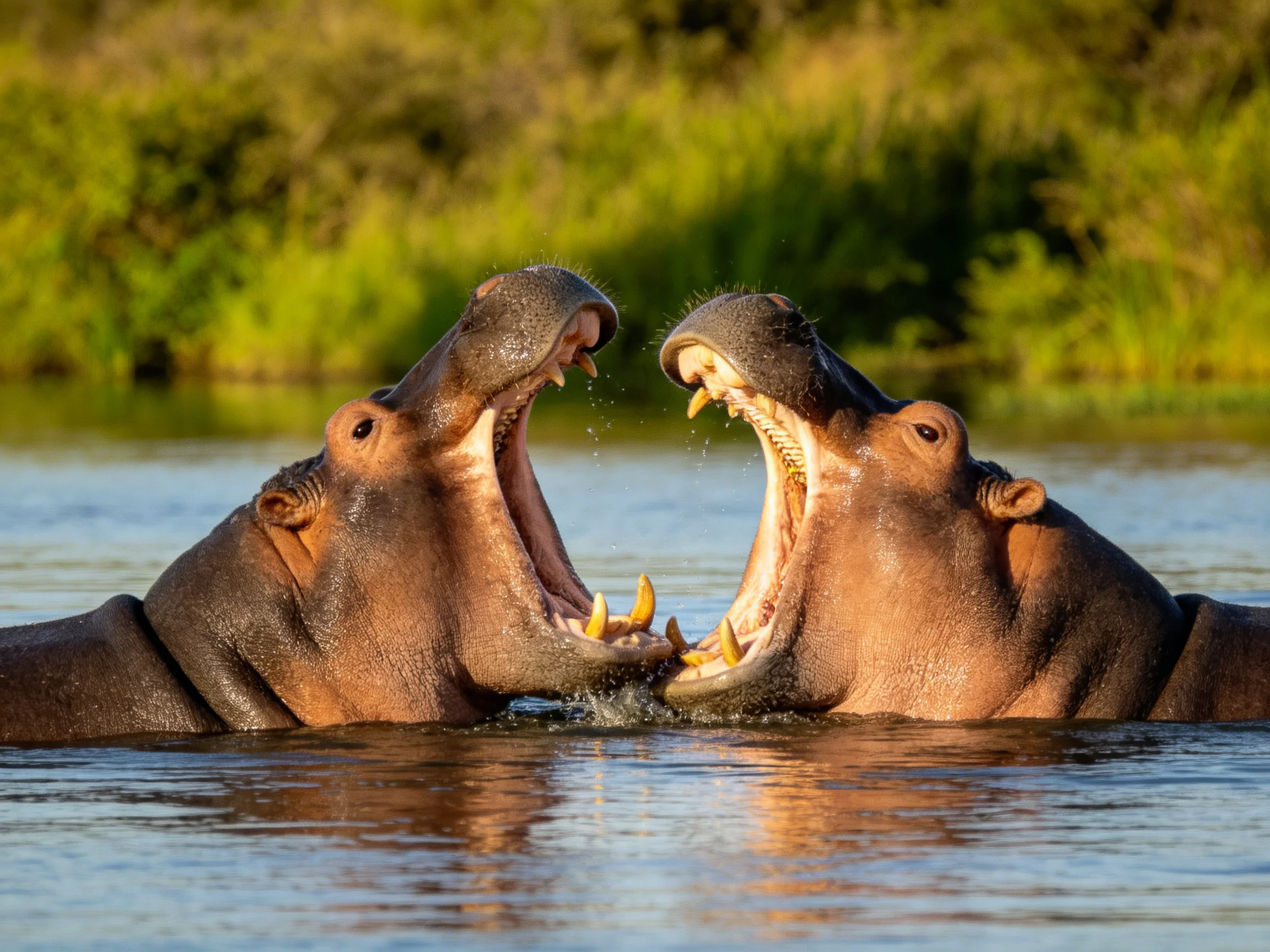 Two brown hippos spar in blue waters near green foliage.