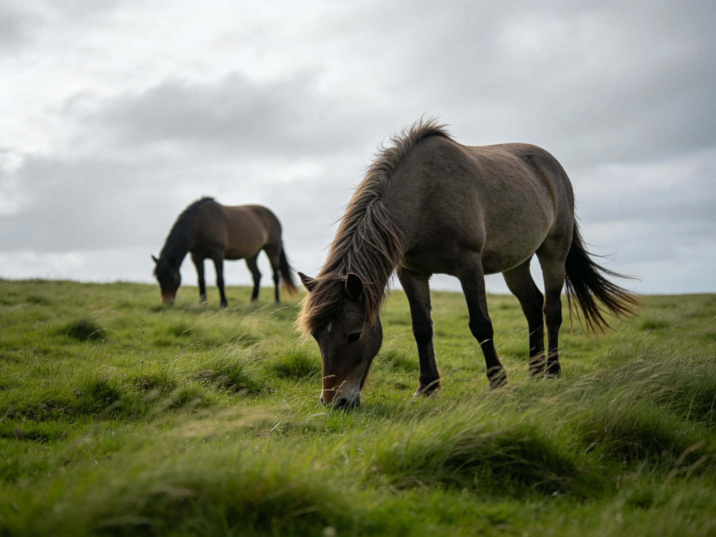 Two brown horses graze in a green meadow beneath an overcast sky.