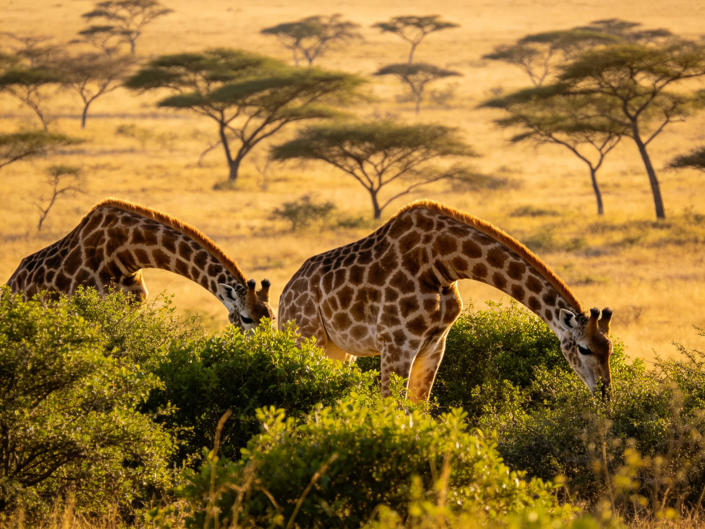 Two giraffes graze among lush bushes in a golden savannah landscape