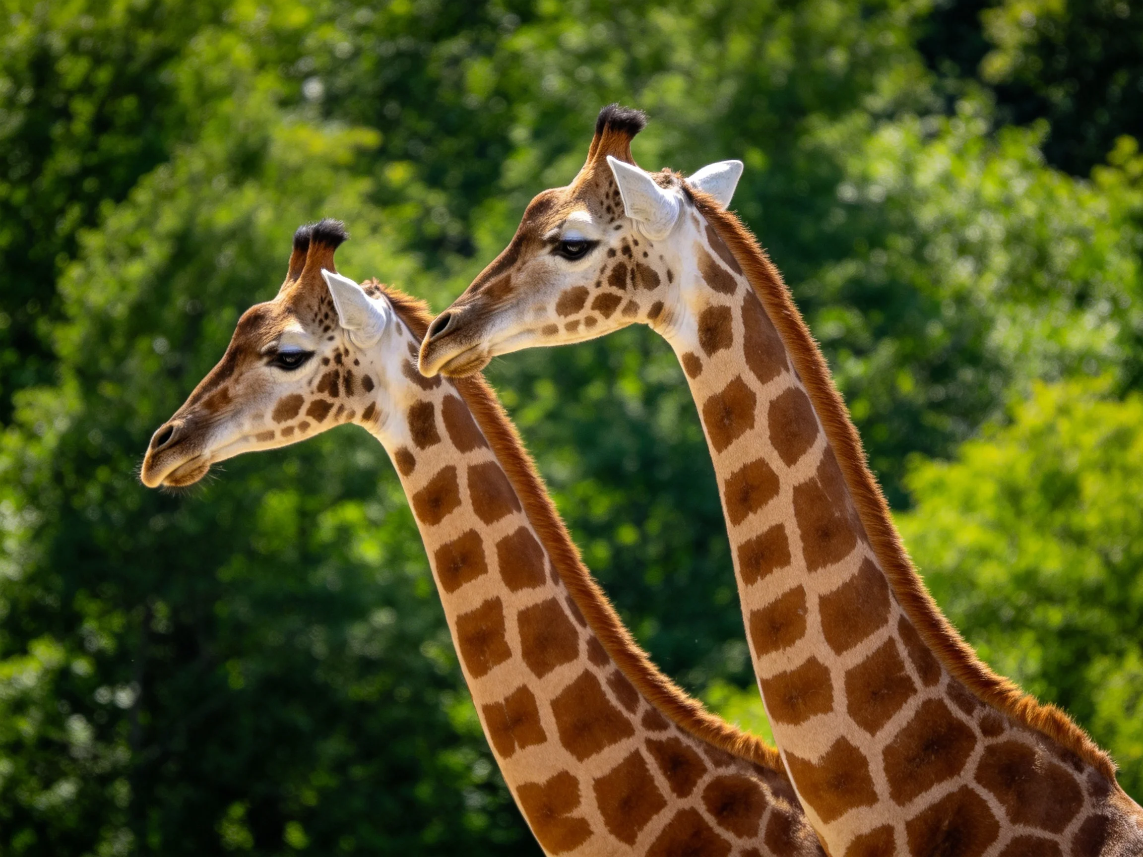 Two giraffes with brown patterned coats beside dense green foliage