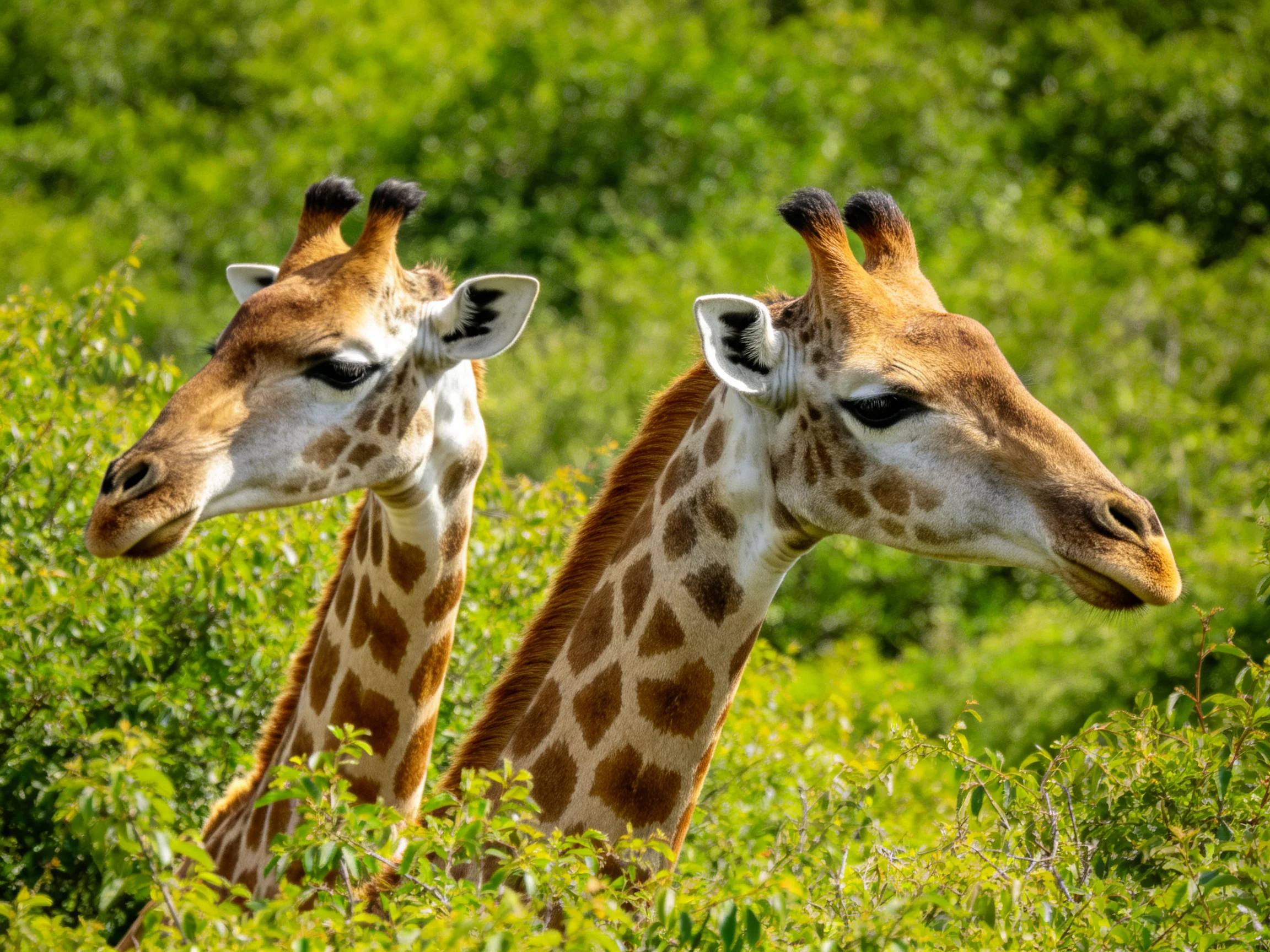 Two giraffes with brown spotted coats in lush greenery