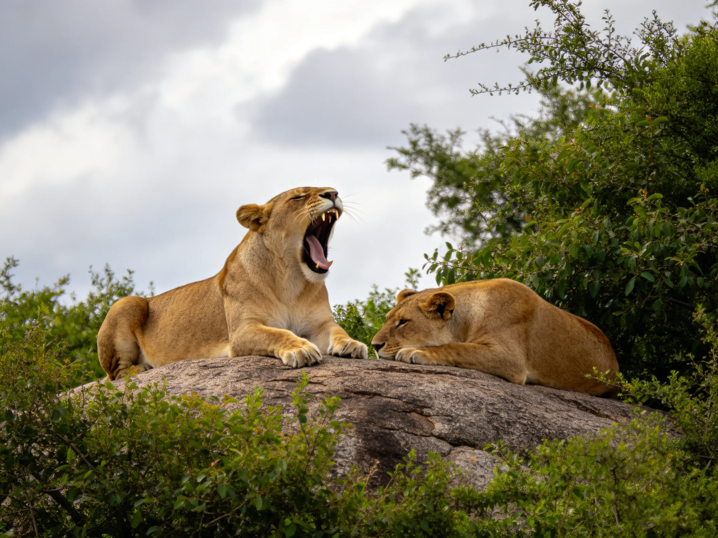 Two golden lionesses lounge on a massive rock near dense foliage