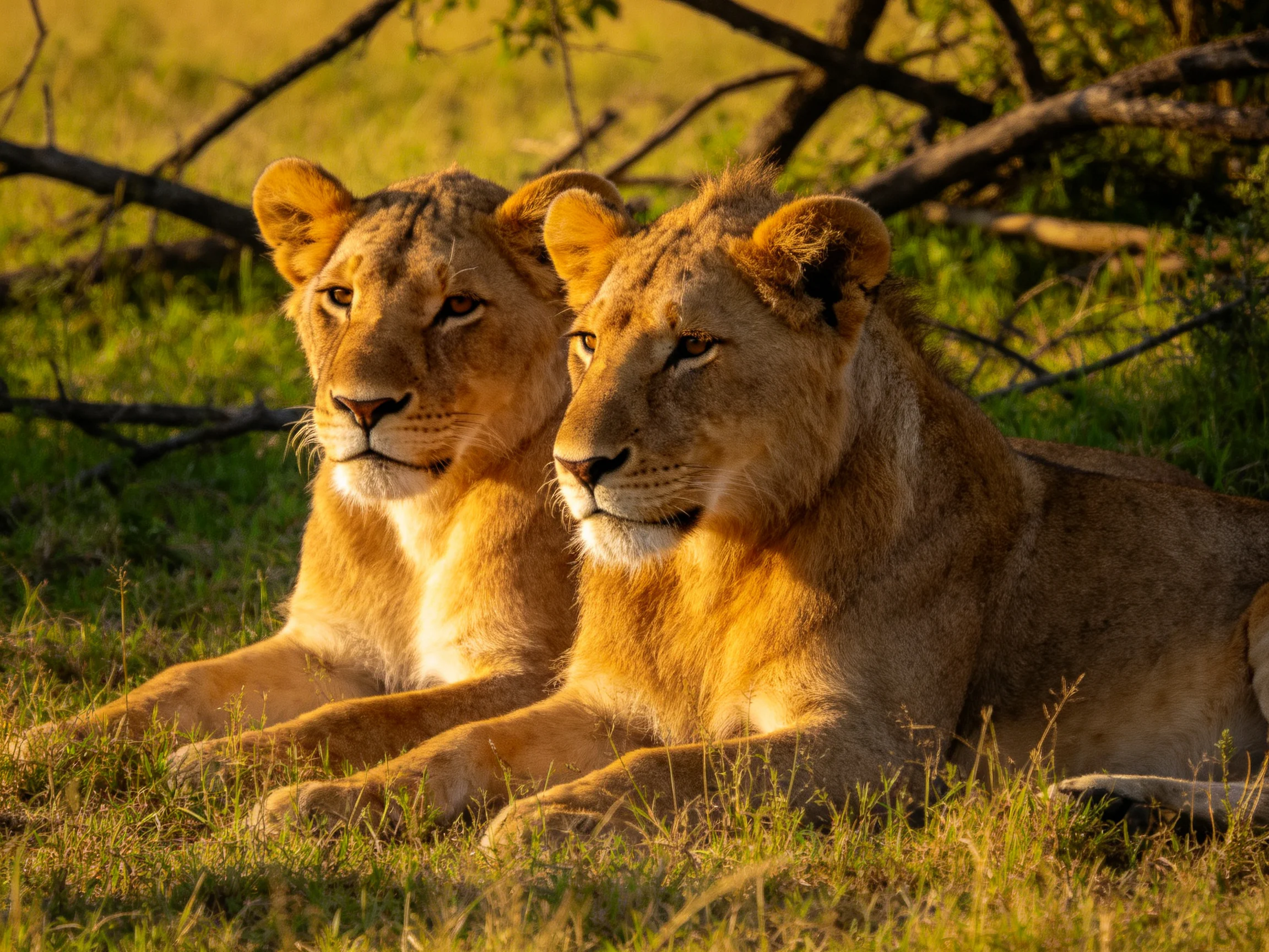 Two golden lionesses rest in sun-kissed savannah grass near branches