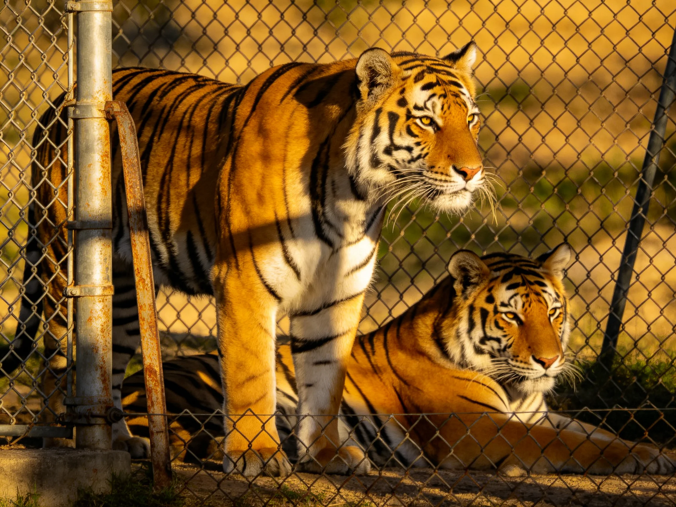 Two golden tigers near a chain-link fence in warm sunlight