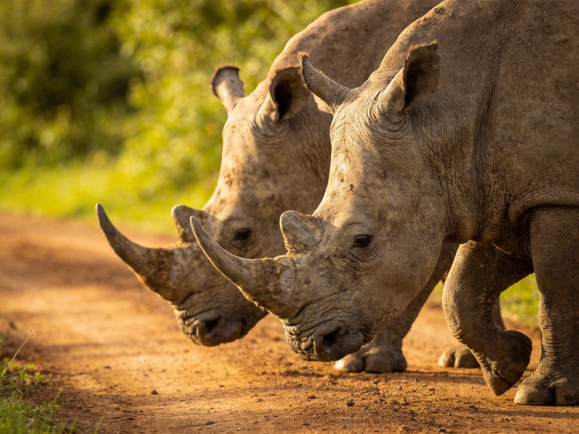Two gray rhinoceroses traverse a dusty path beside lush greenery