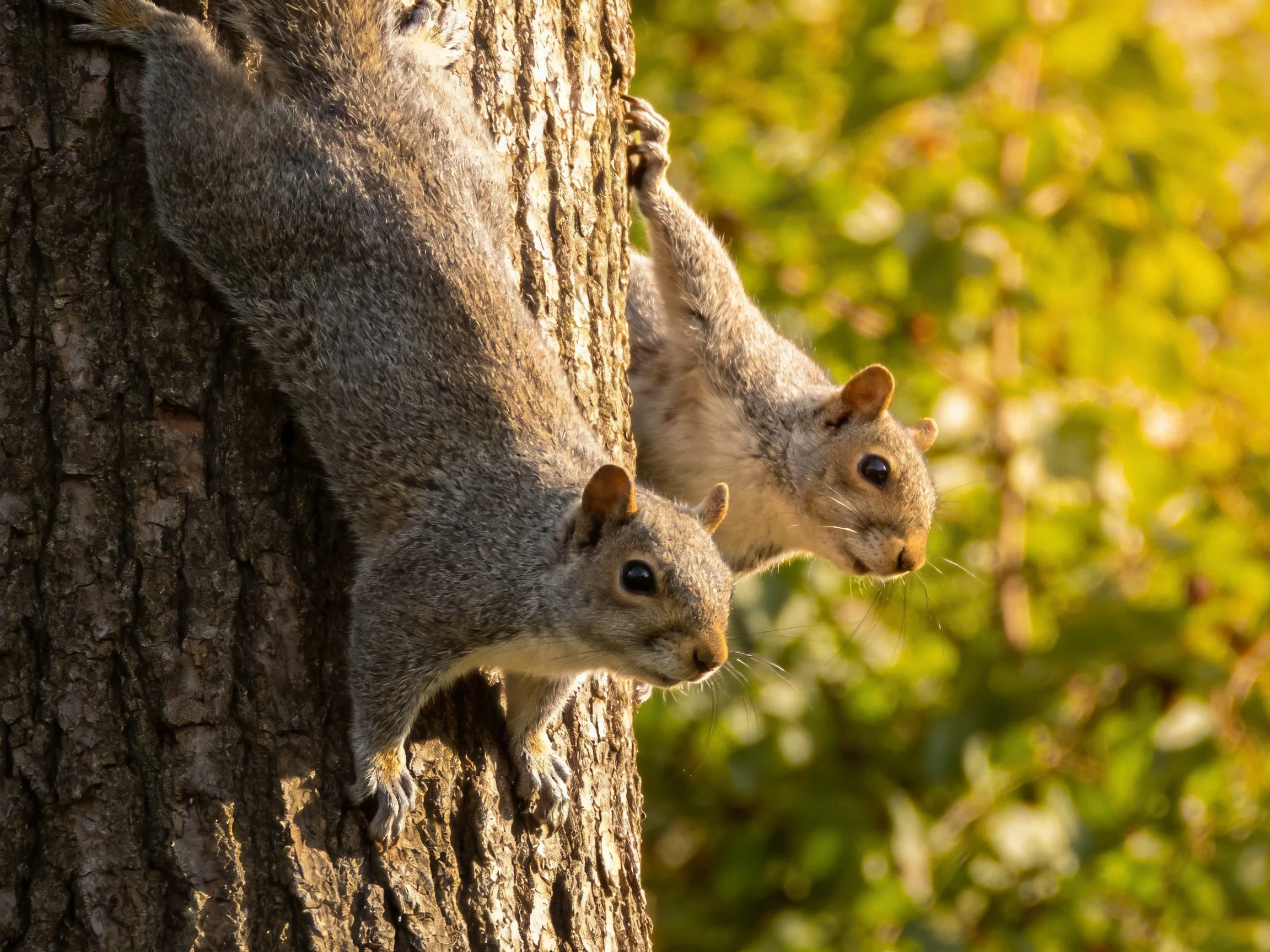 Two gray squirrels cling to a textured tree trunk amid golden foliage