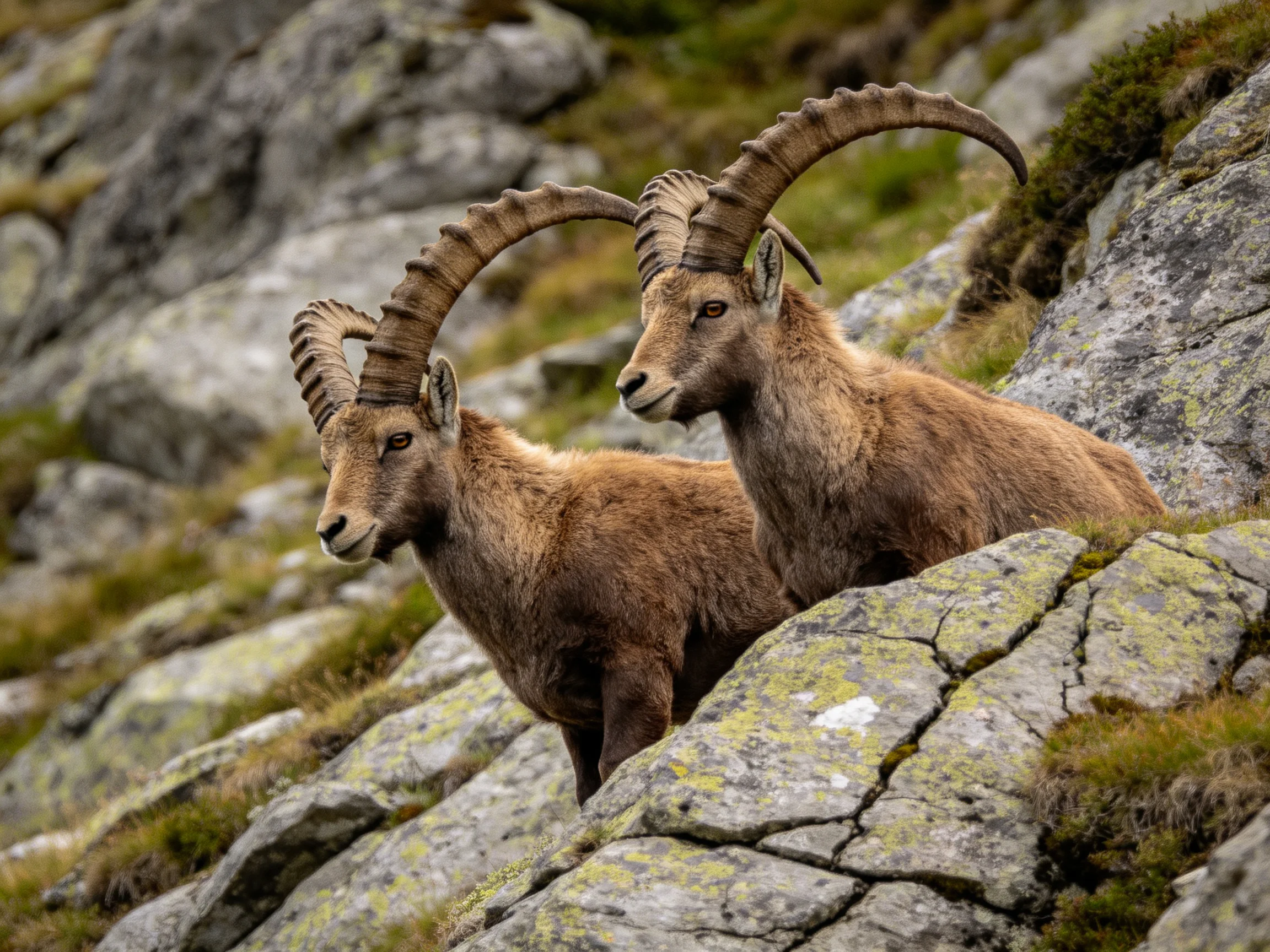 Two horned goats with curved horns rest on mossy rocky terrain
