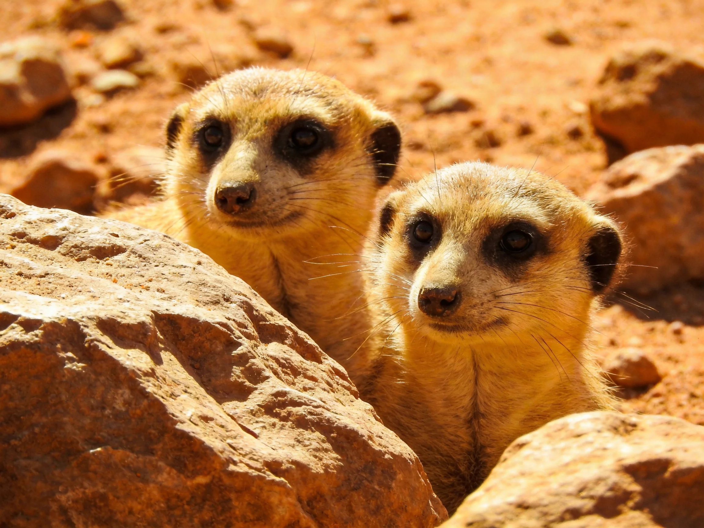Two meerkats peek from rocky terrain in a sunlit, earthy landscape