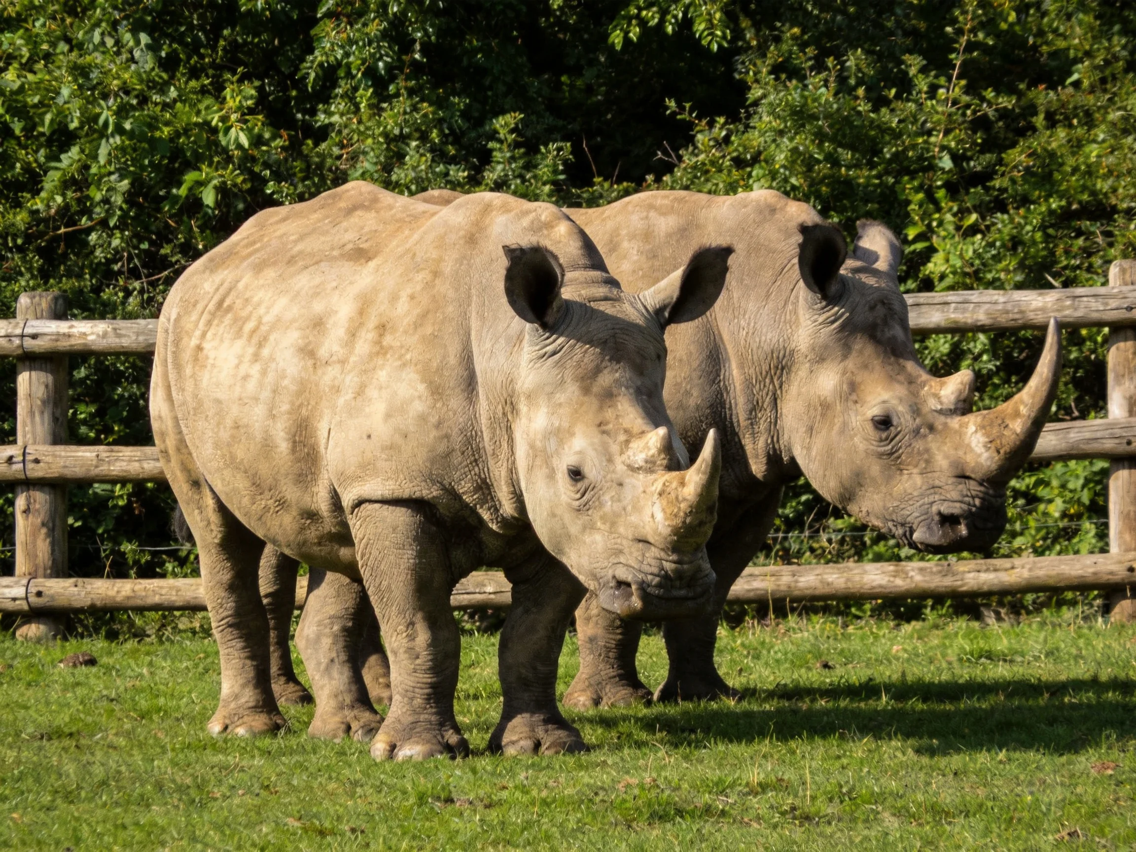 Two rhinoceroses with thick skin near wooden fencing on green grass