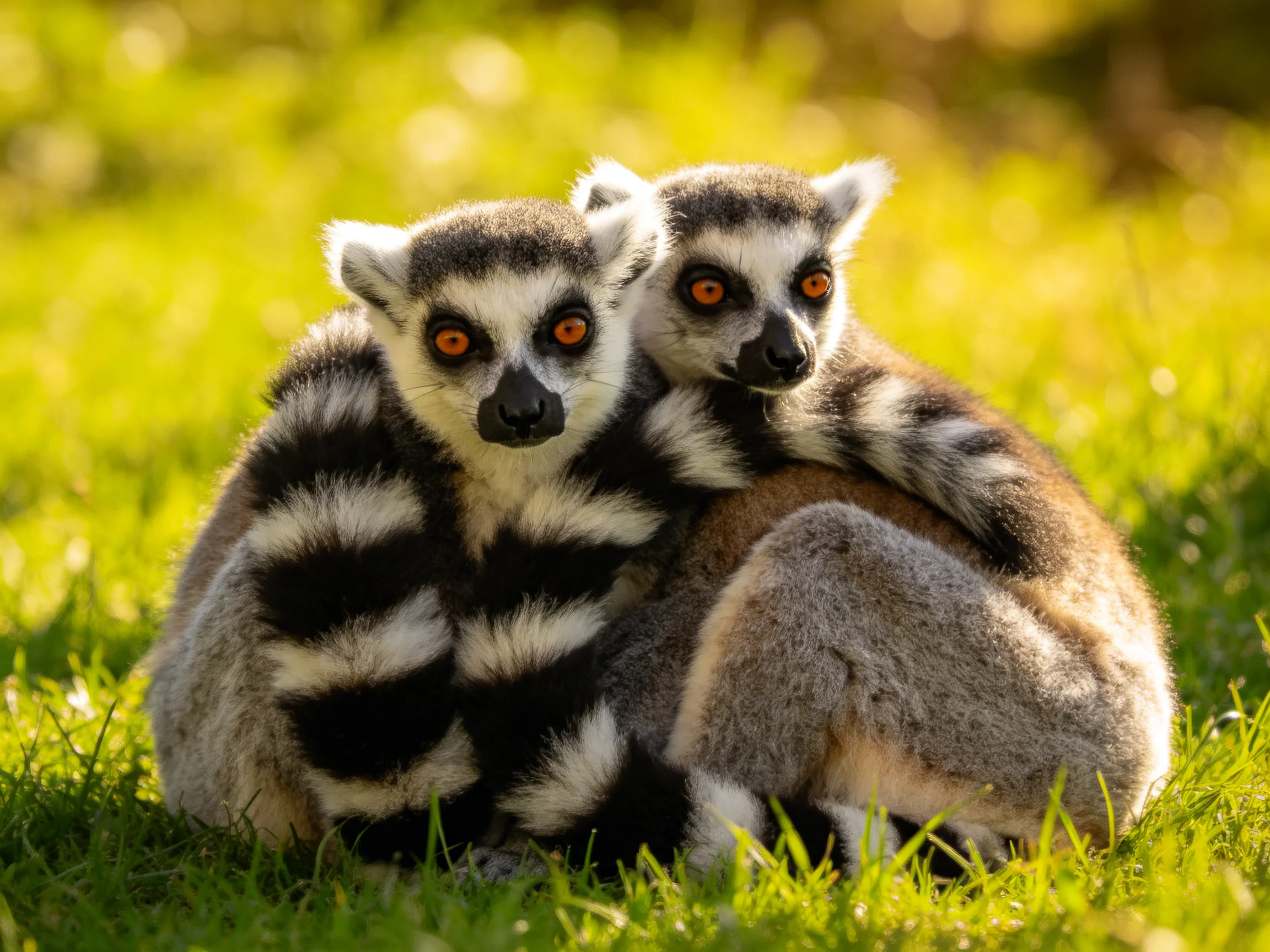 Two ring-tailed lemurs cuddle in vibrant green grass with bright orange eyes