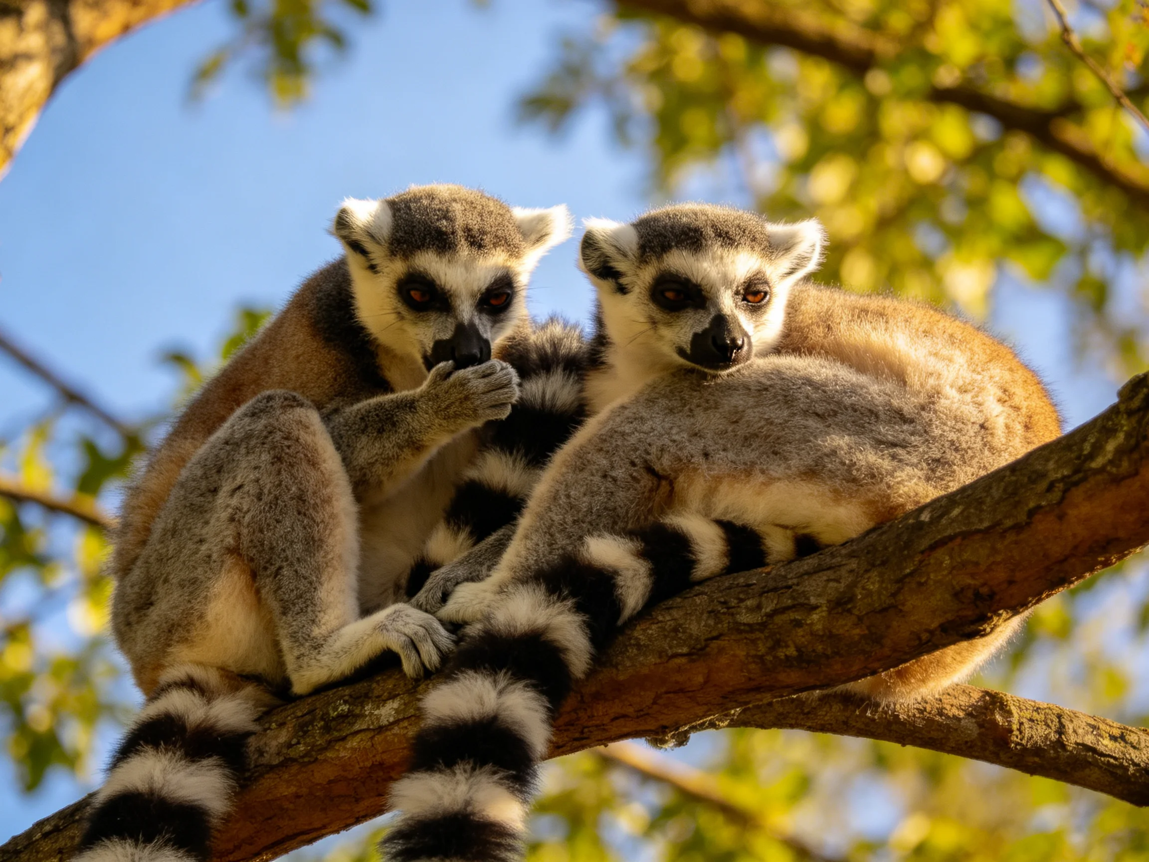 Two ring-tailed lemurs rest together on a brown tree branch with green foliage