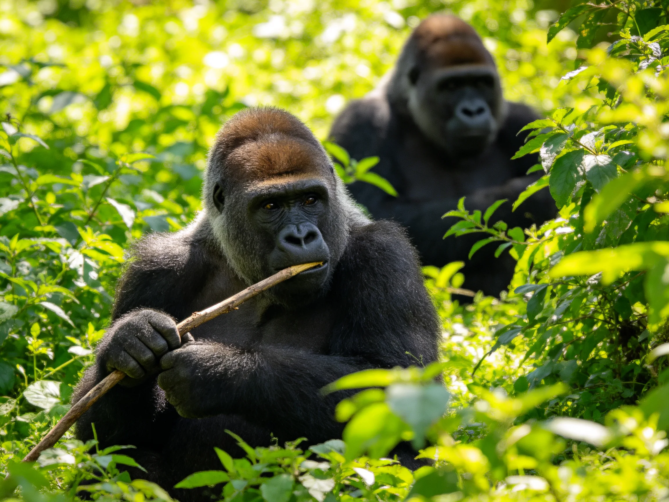 Gorillas rest among dense green plants in a sunny forest.