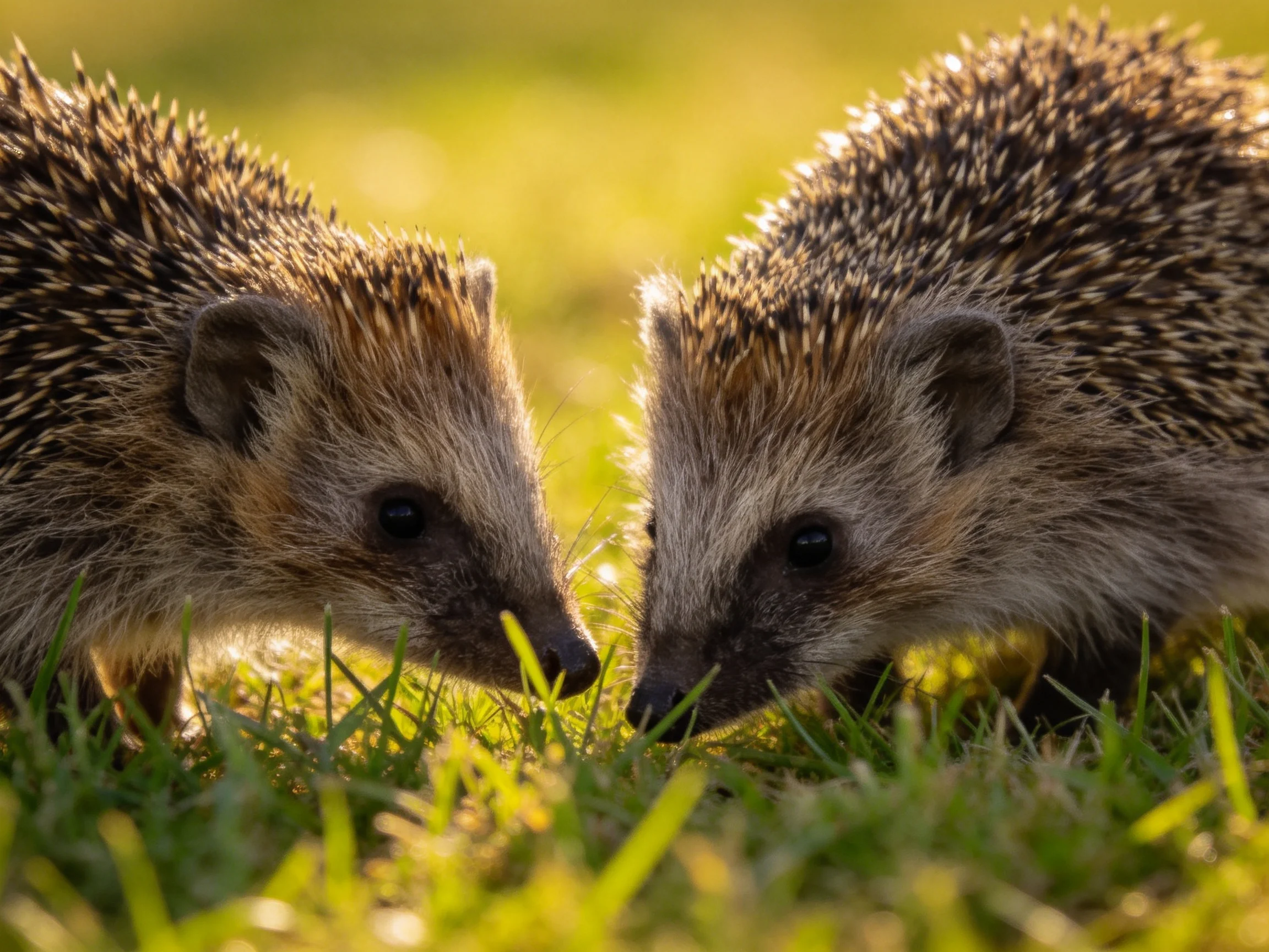Two spiky hedgehogs nuzzle in sunlit green grass