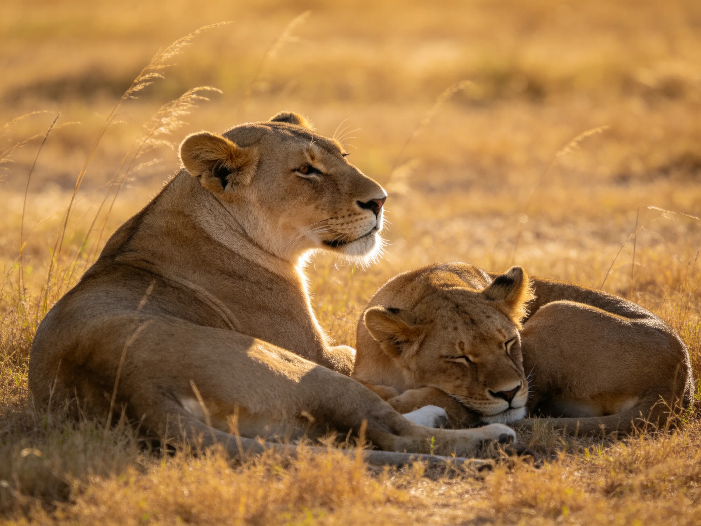 Two tawny lionesses rest in a golden savannah landscape