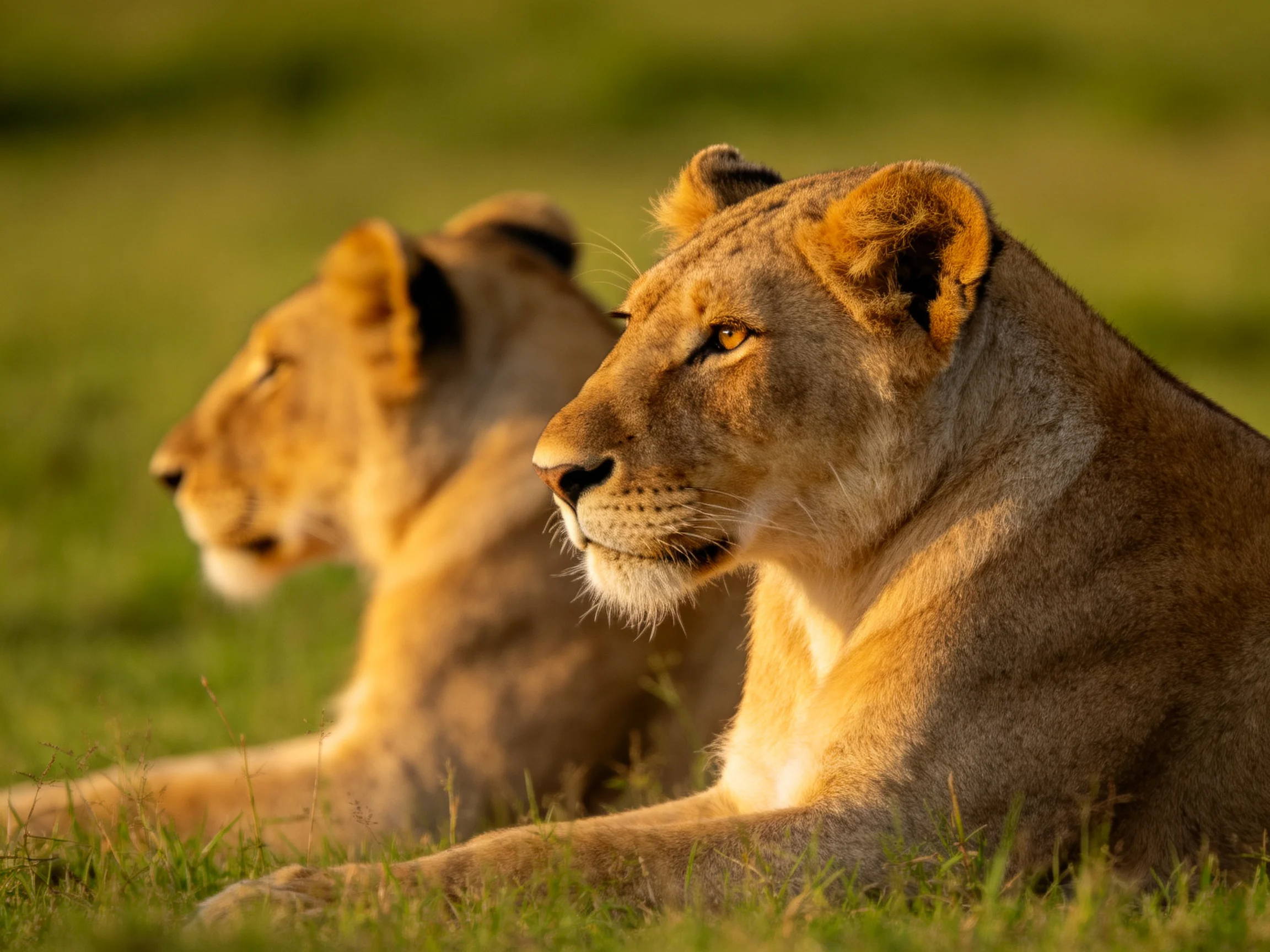 Two tawny lionesses rest in a sunlit grassy savannah