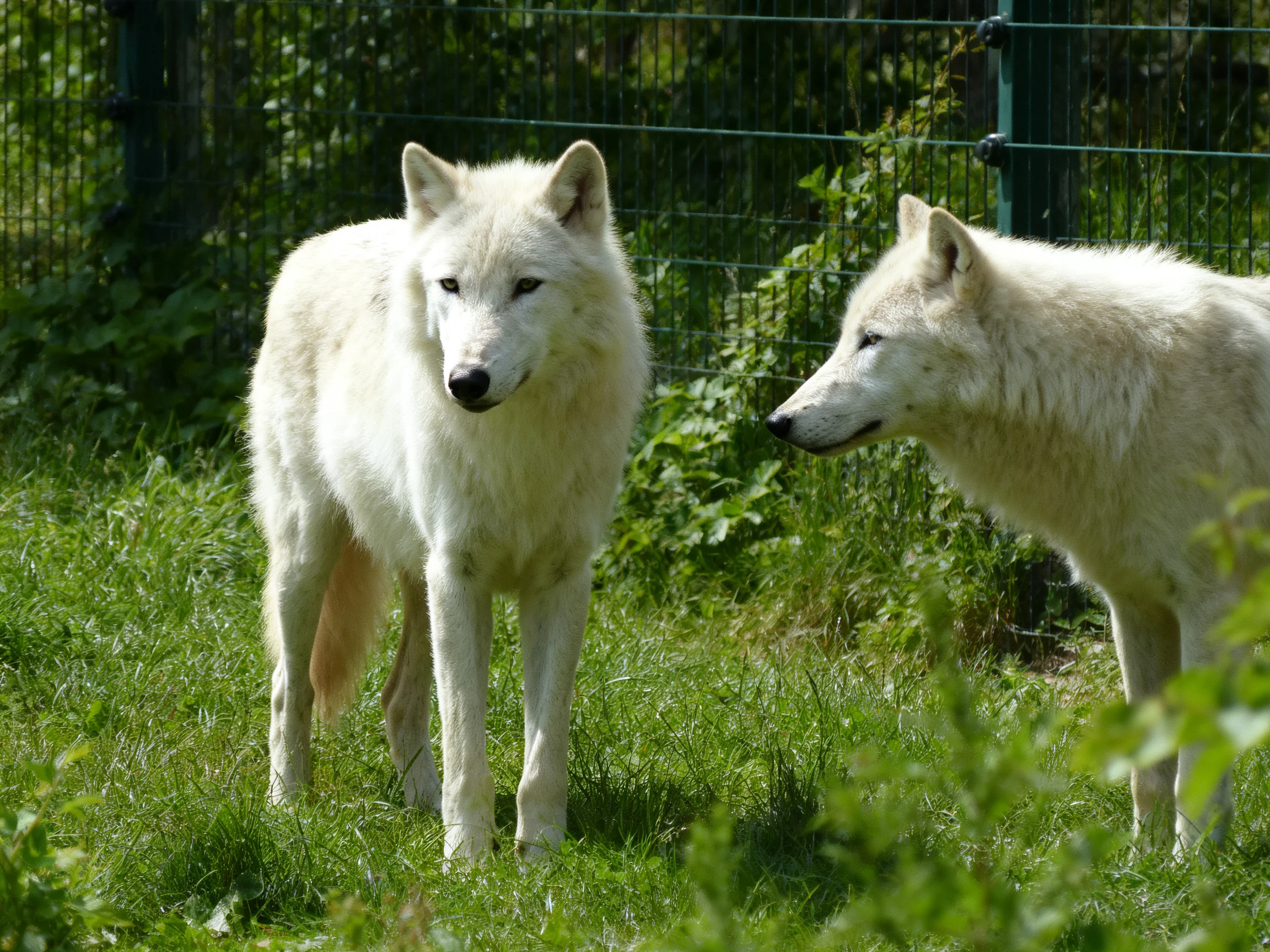 Two white wolves stand in lush green grass near a wire fence