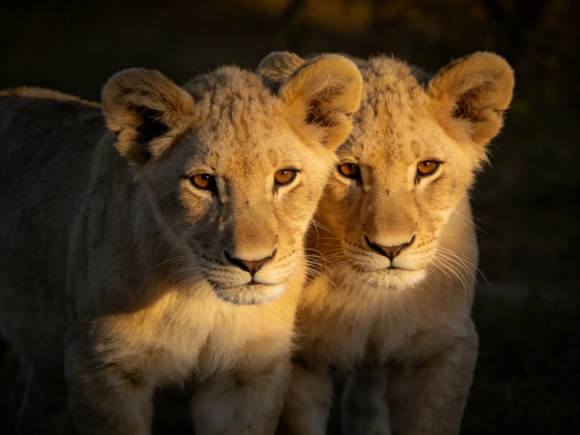 Two young lion cubs bathed in warm golden evening light