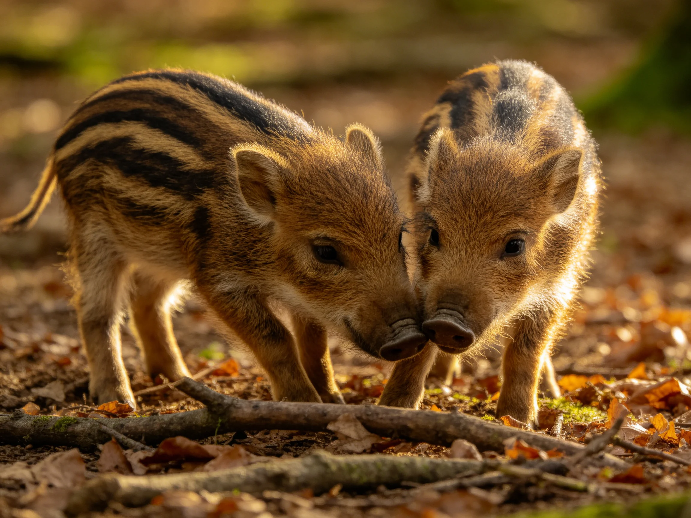 Two young striped piglets nuzzle on a leaf-laden forest floor