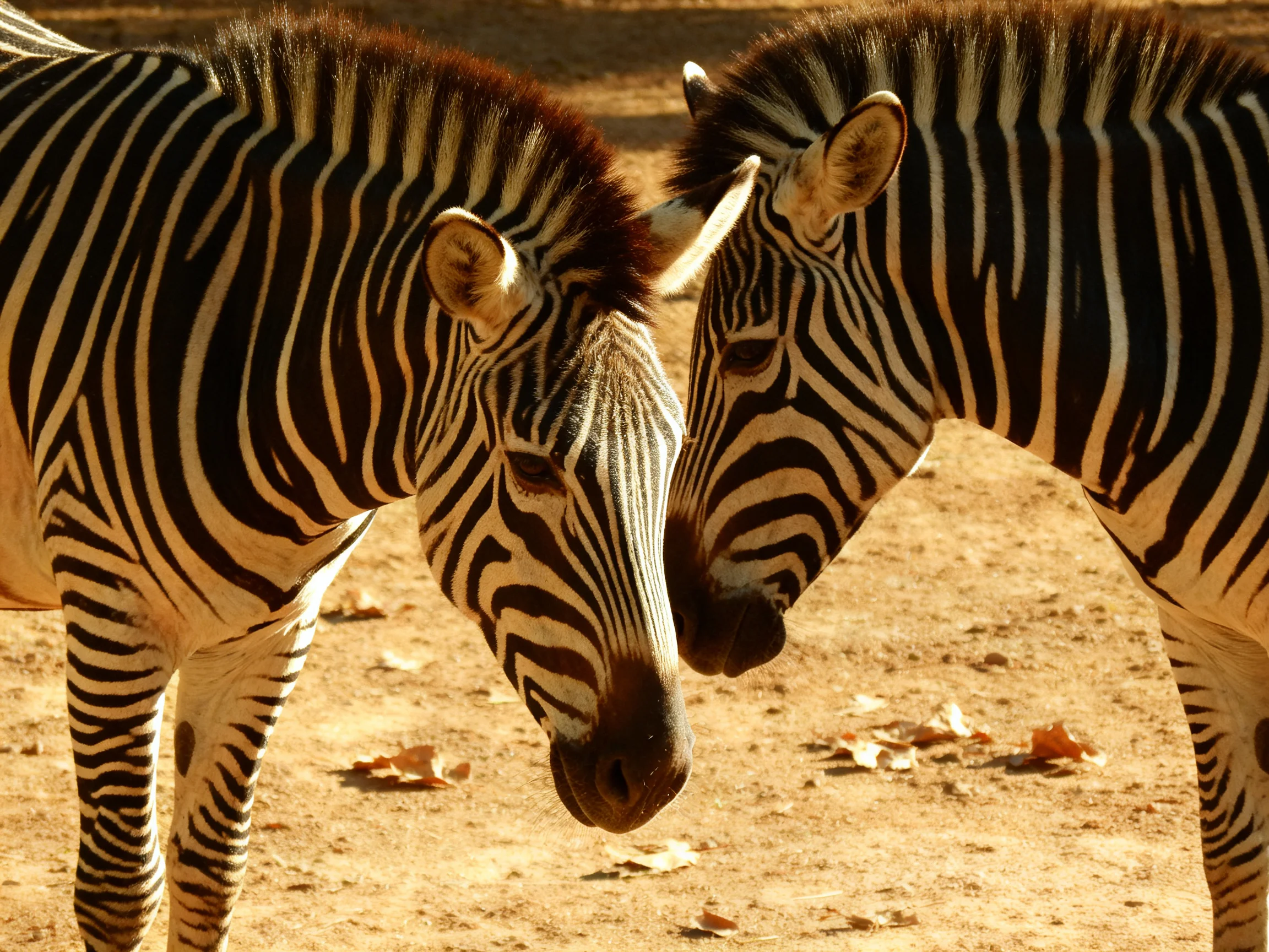 Two zebras nuzzling with bold black and white stripes on sandy ground