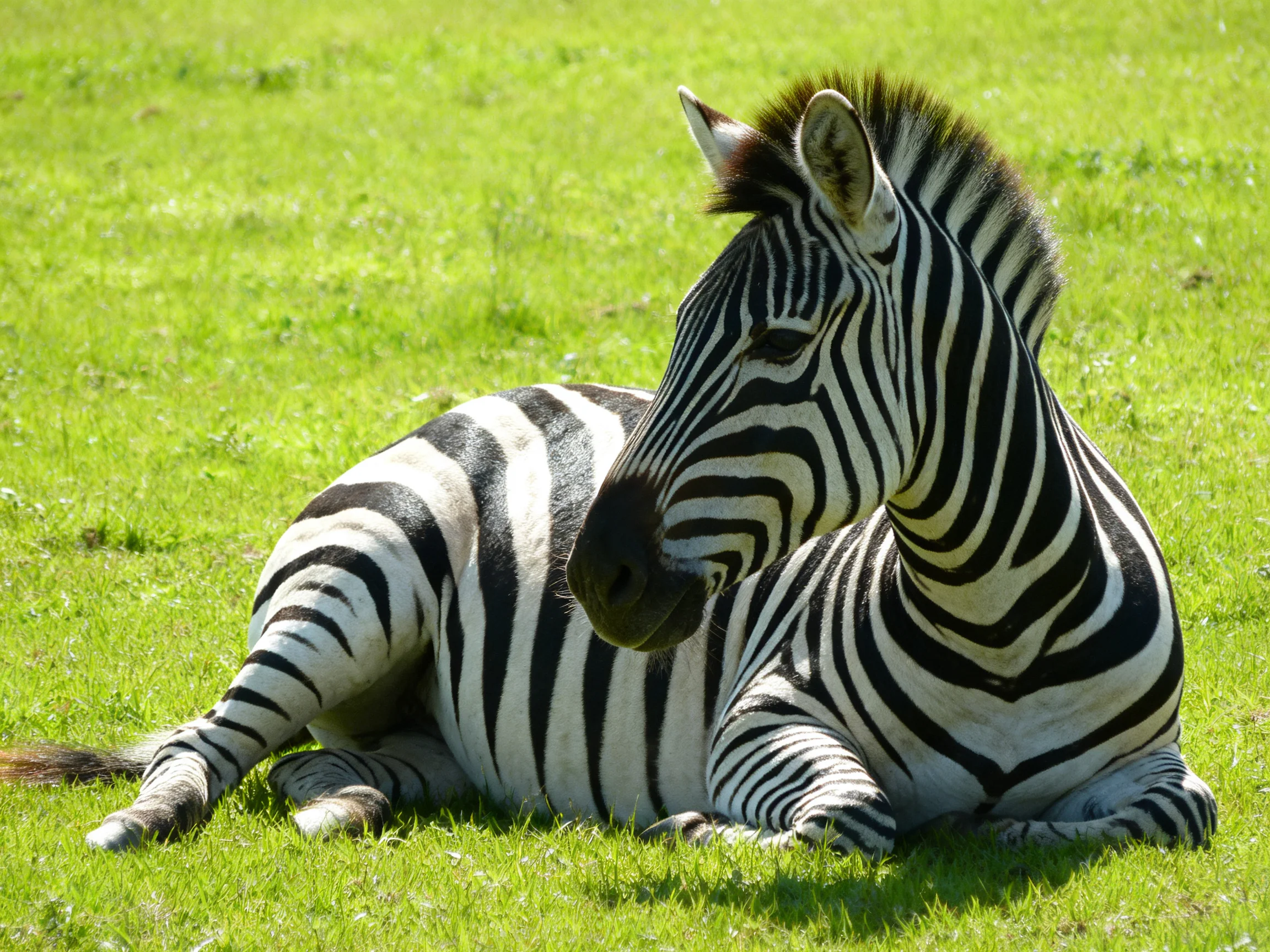 Two zebras rest on lush green grass under bright sunlight