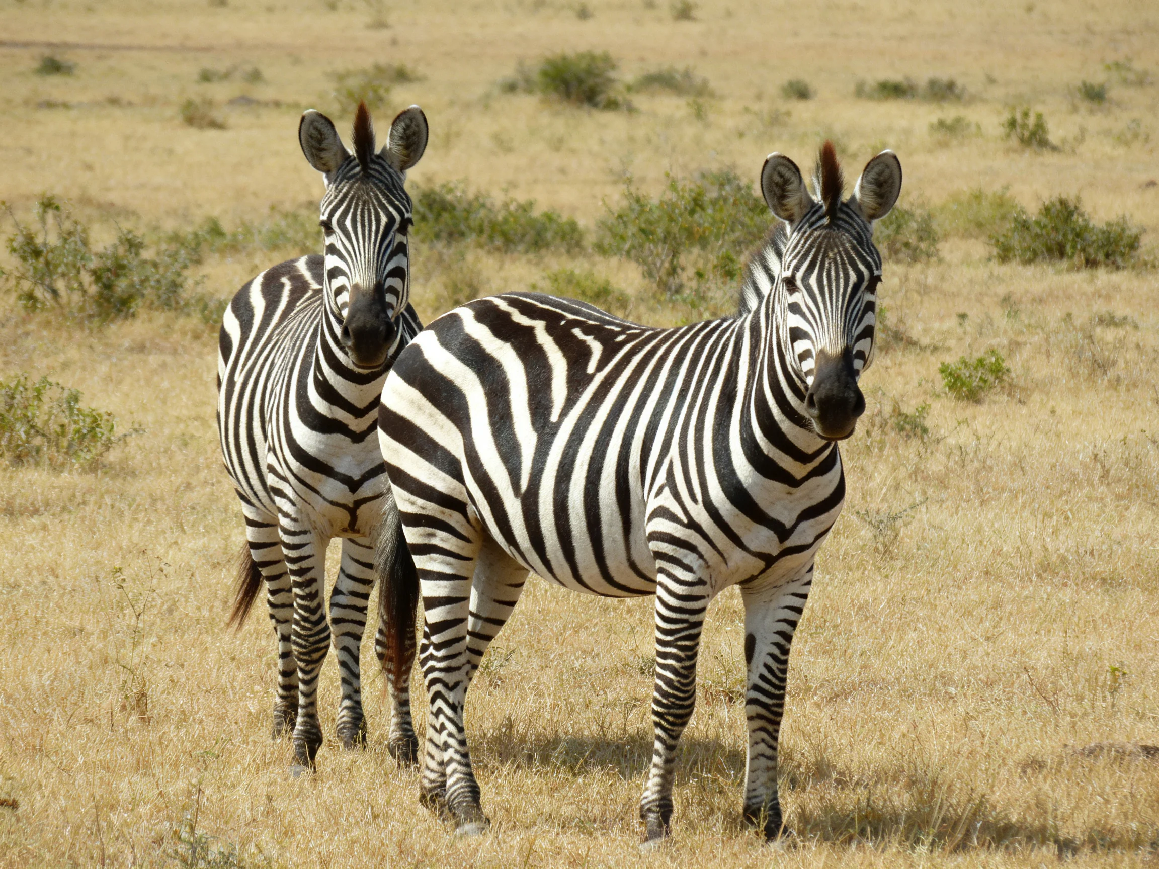 Two zebras with bold black-and-white stripes in a dry savannah