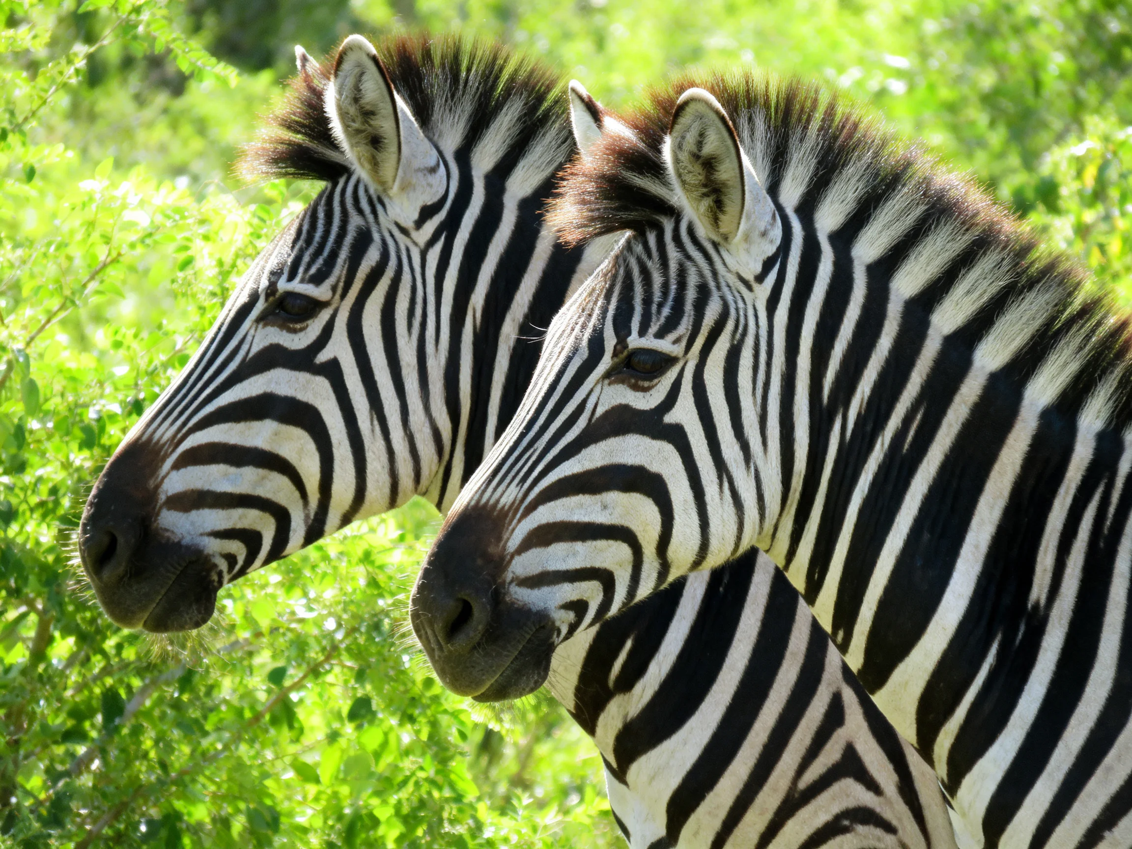 Two zebras with bold black-and-white stripes near lush green foliage