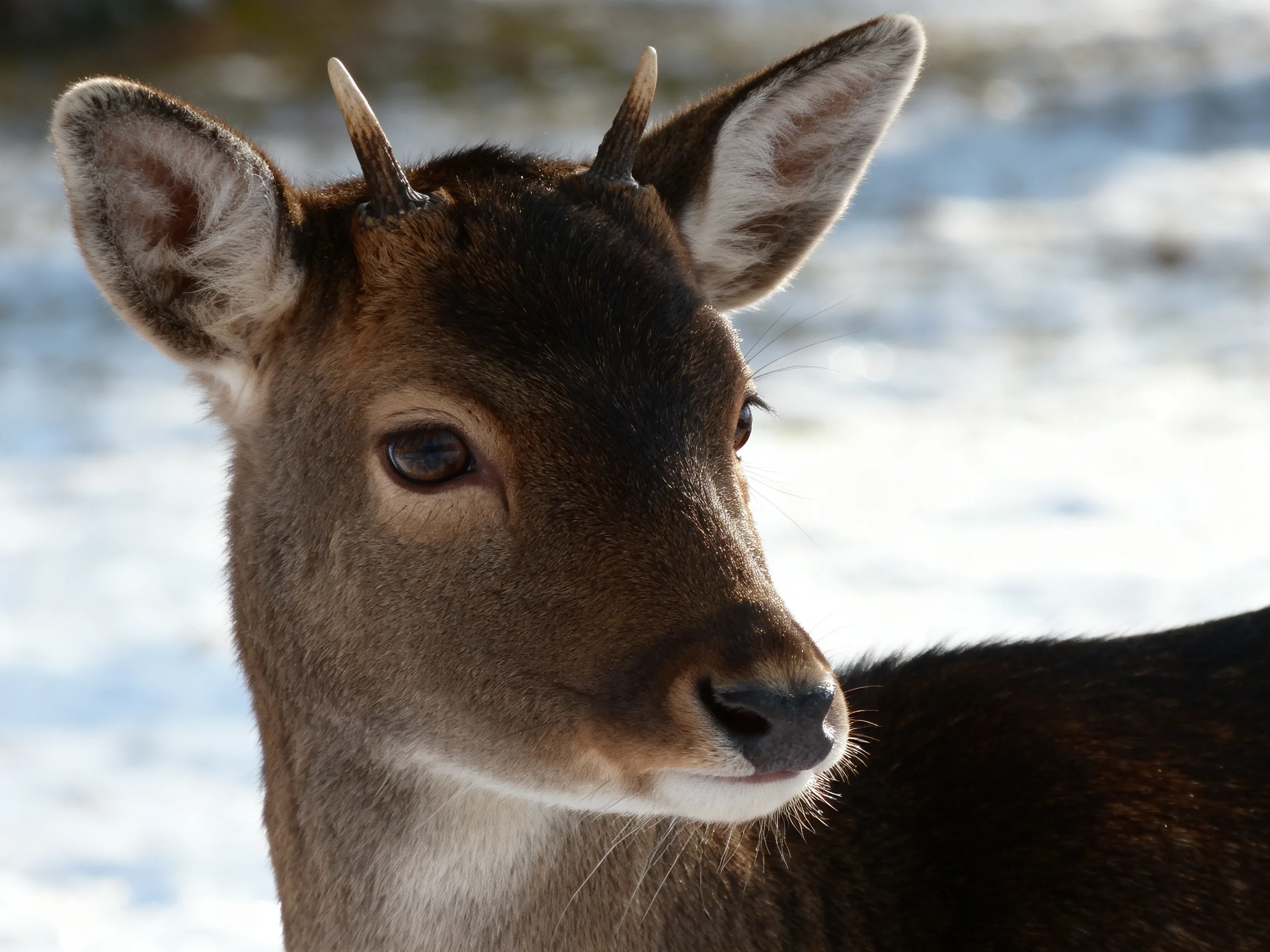 Young deer with dark brown fur near snowy landscape
