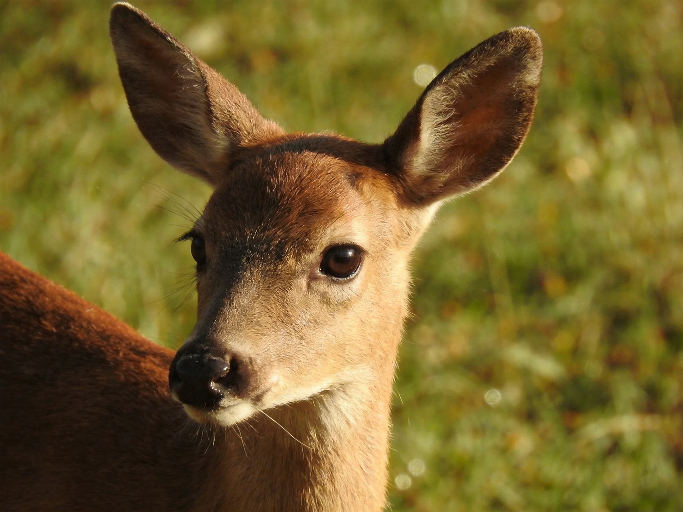 Young deer with large ears in sunlit grassy meadow