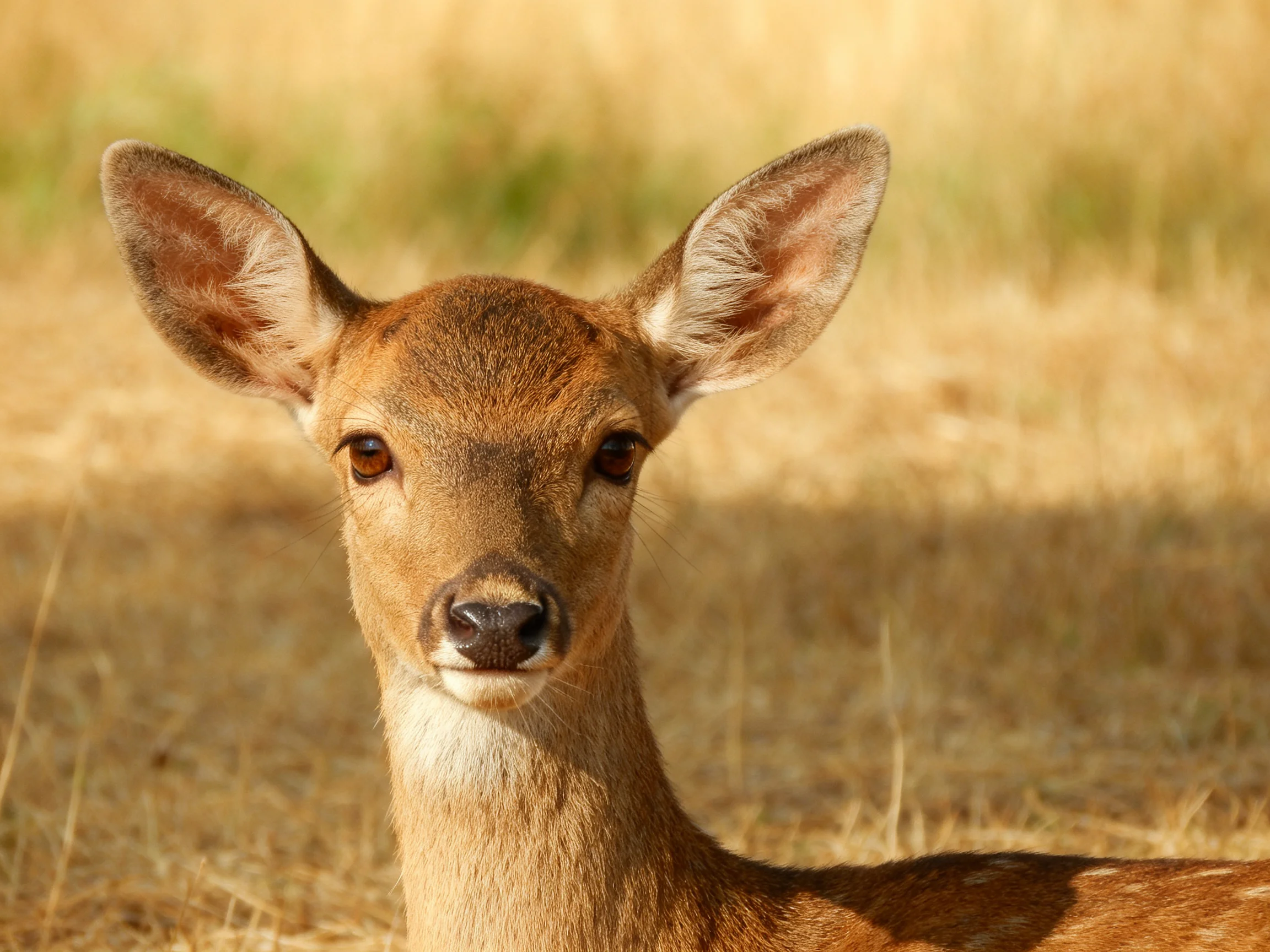 Young deer with large ears resting in sunlit grassland