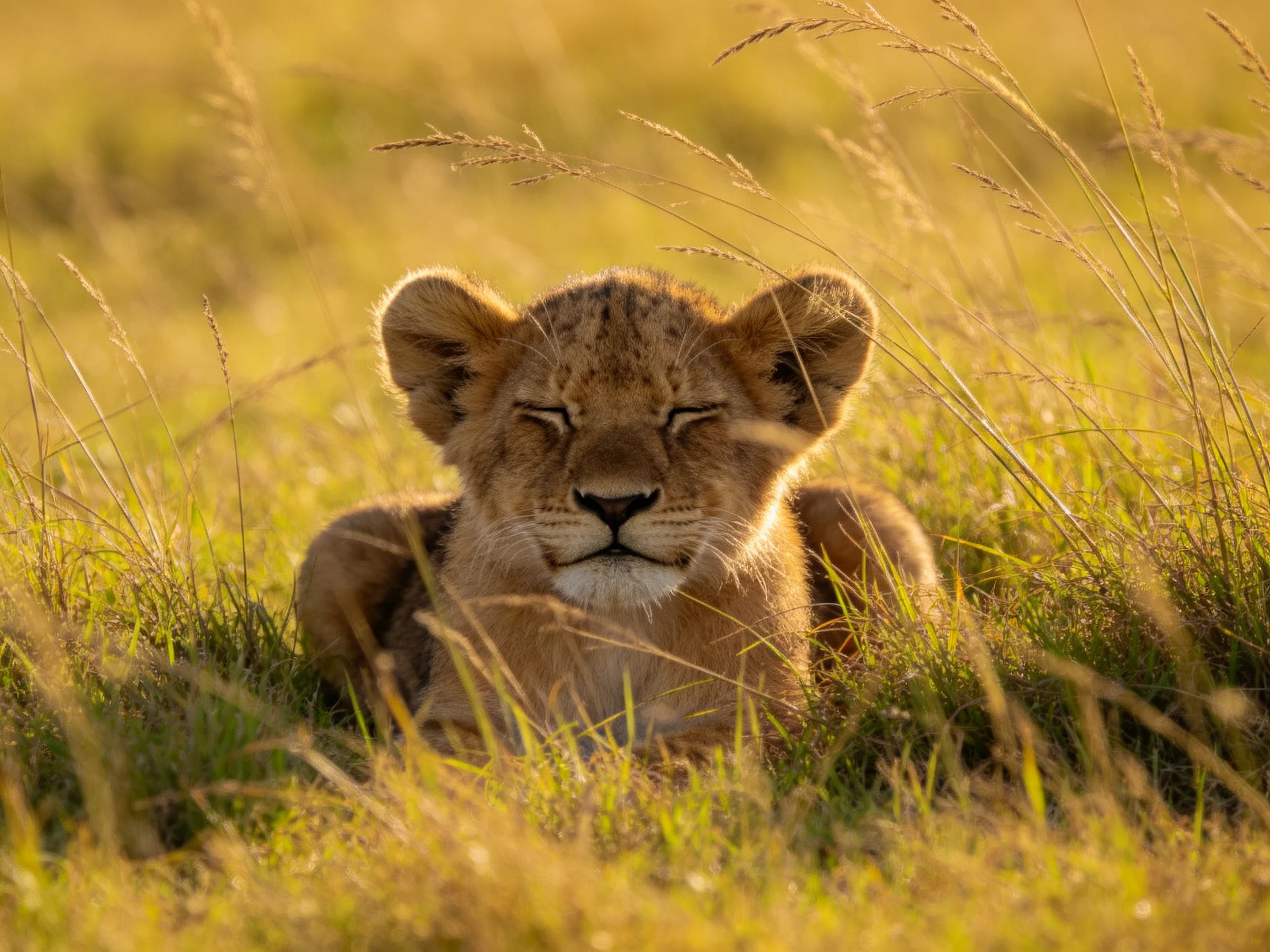 A young lion cub rests peacefully among golden savannah grasses.