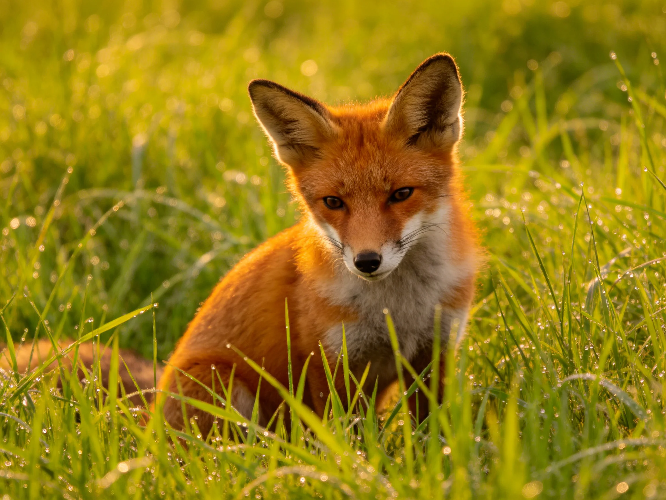 Young red fox nestled in dewy green grass under golden light