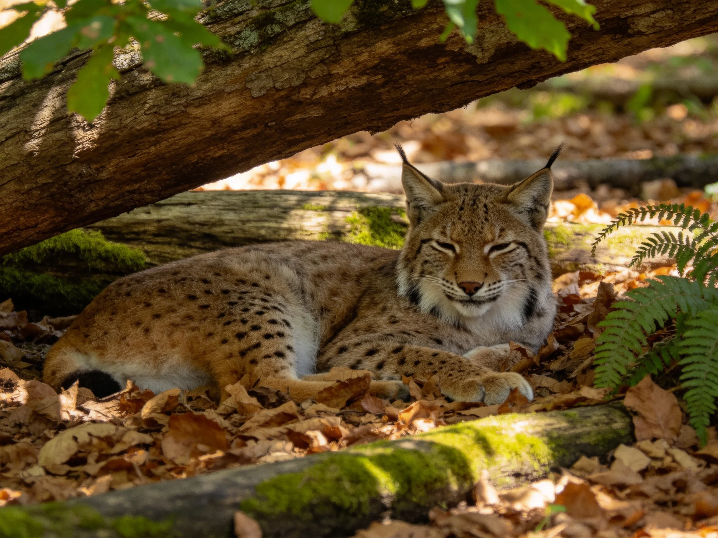 A Lynx Rests Under a Fallen Log Among Autumn Leaves