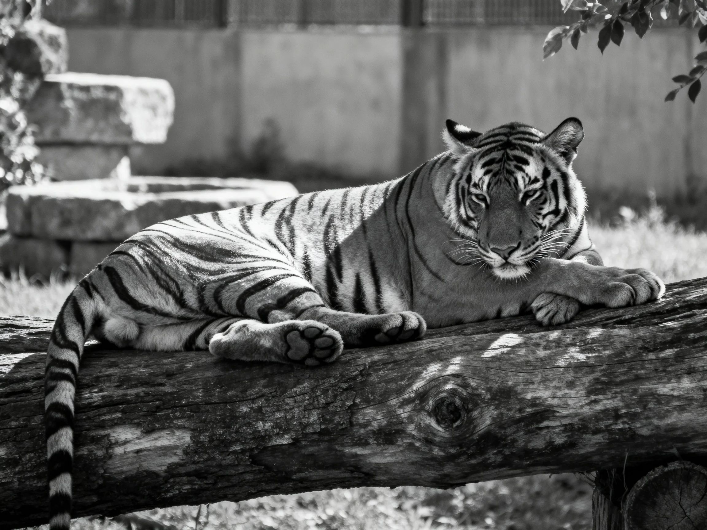 A black-and-white tiger rests on a log in a zoo enclosure.