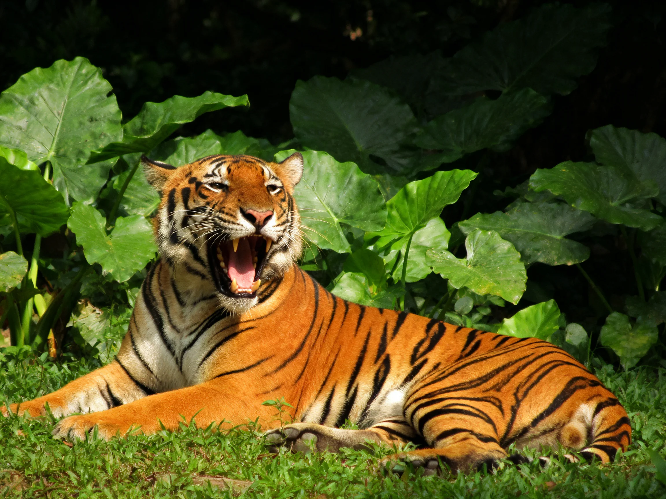 An orange tiger rests on grass with its mouth open amid greenery