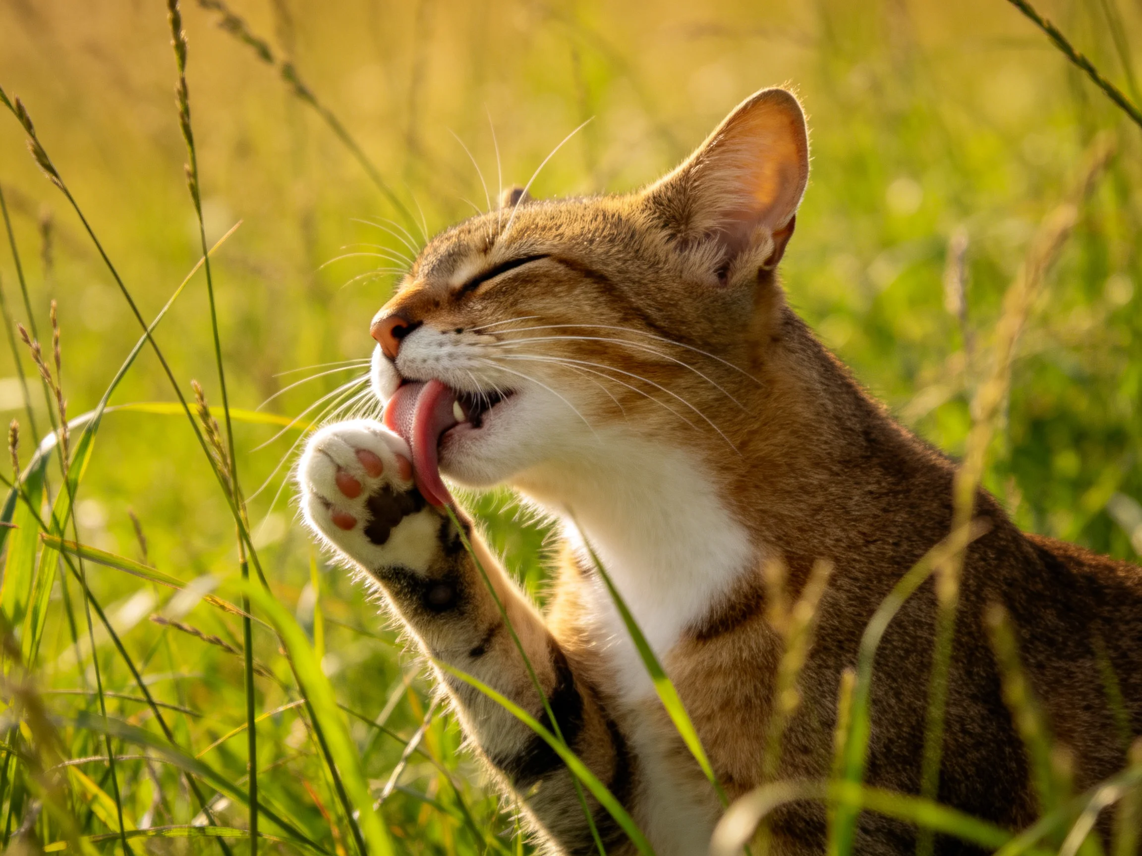 A brown and white cat grooms itself in tall grass.