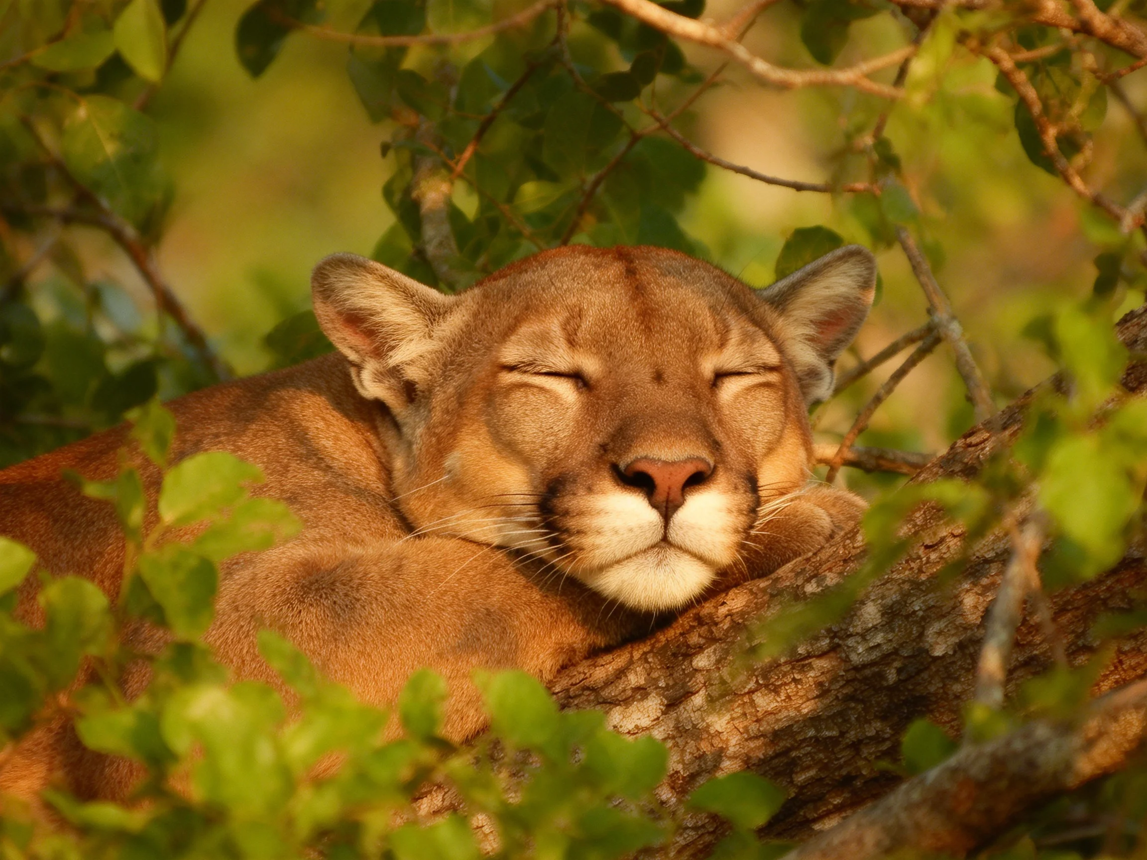 A brown cougar rests peacefully among lush green branches